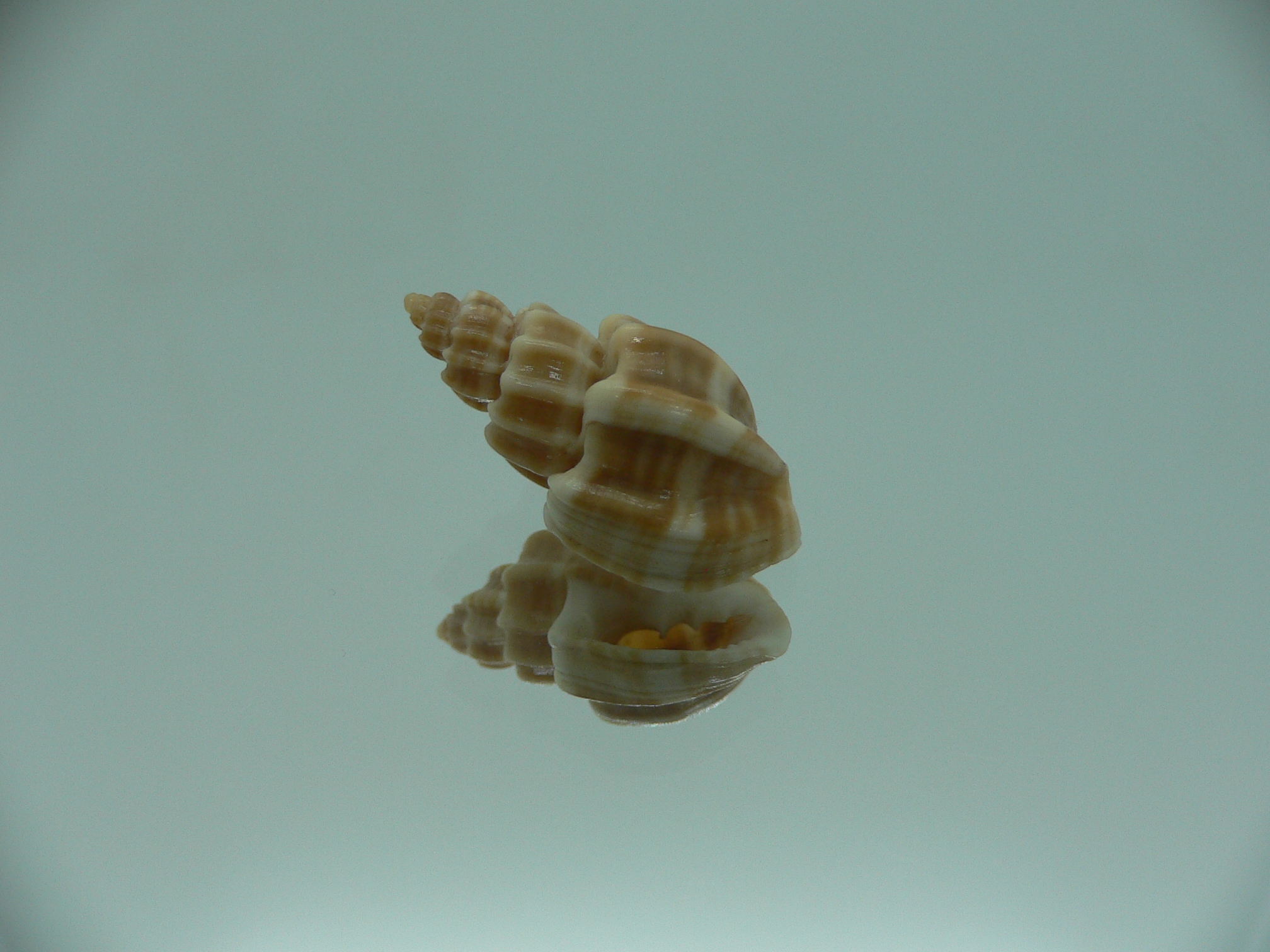 Trigonostoma bocageana IDEAL & GIANT