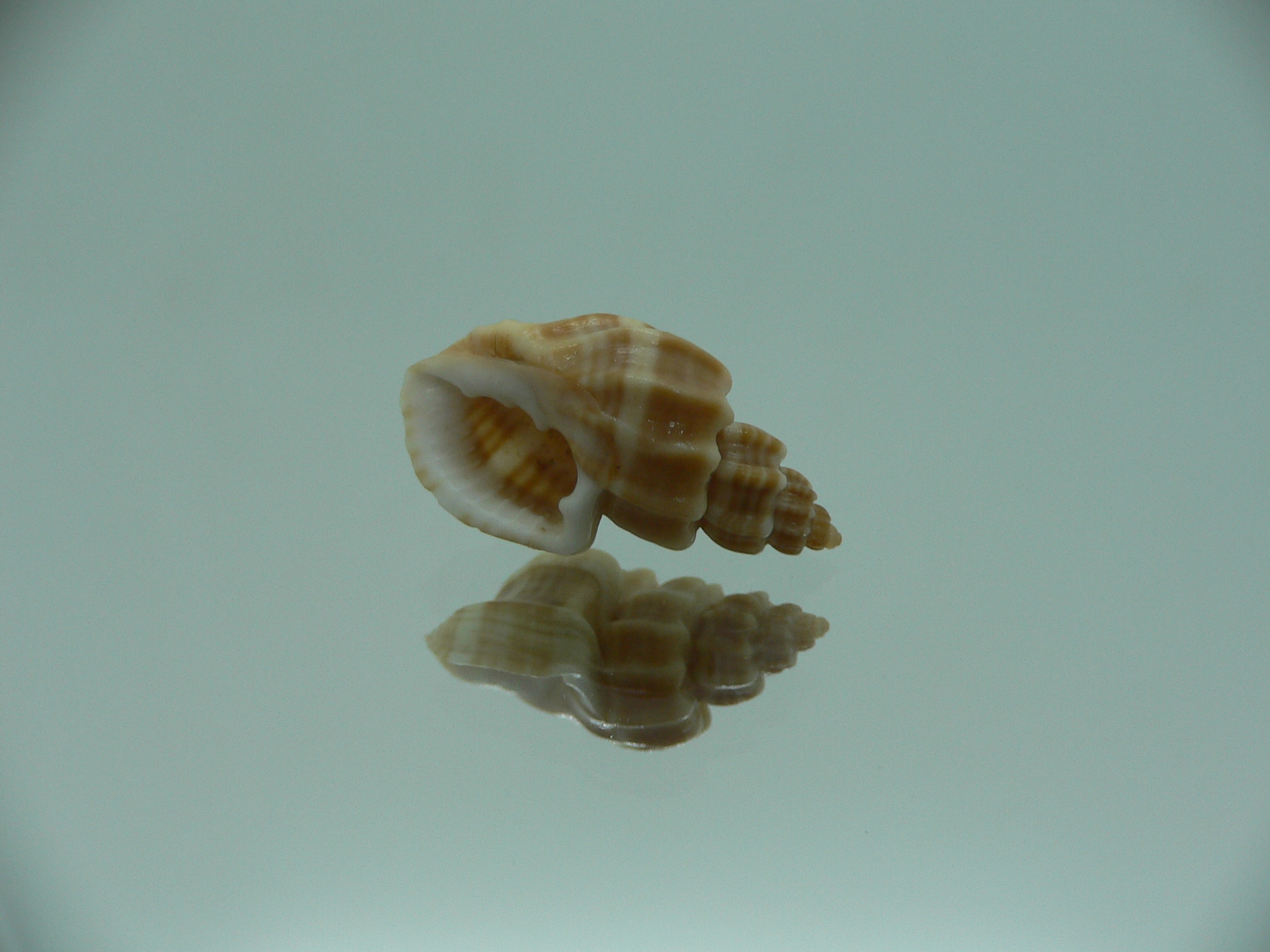 Trigonostoma bocageana IDEAL & GIANT