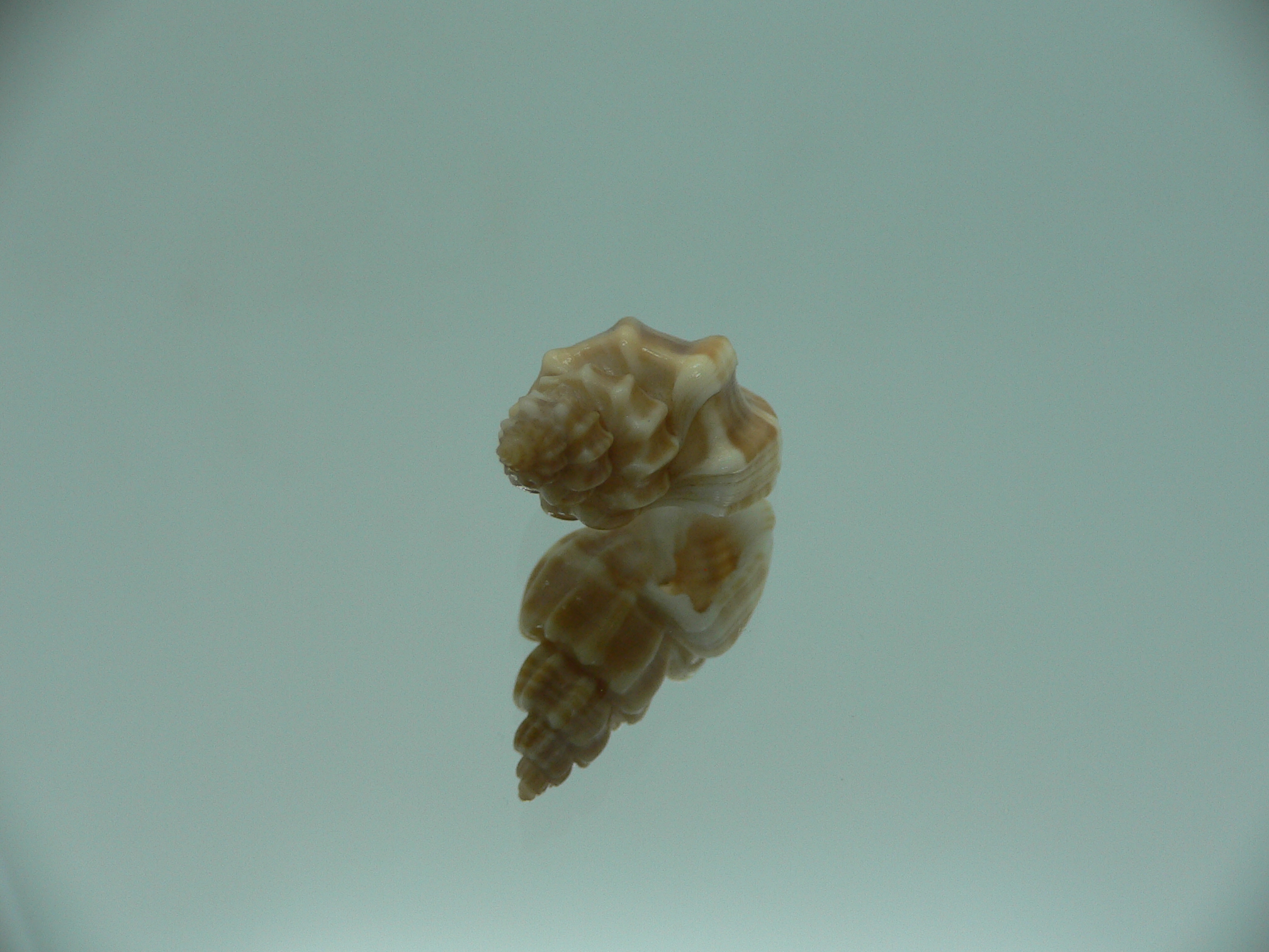 Trigonostoma bocageana IDEAL & GIANT