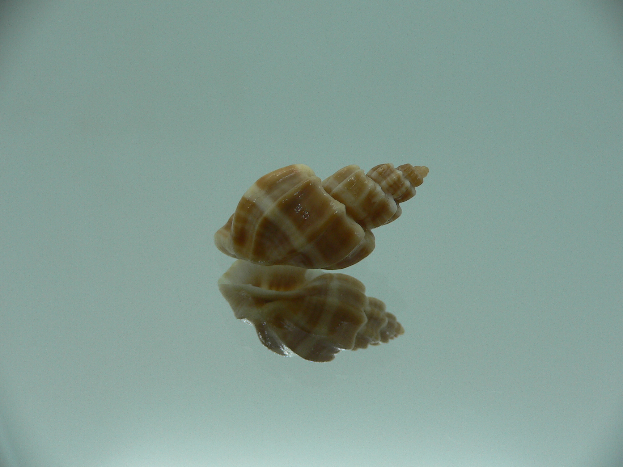 Trigonostoma bocageana IDEAL & GIANT