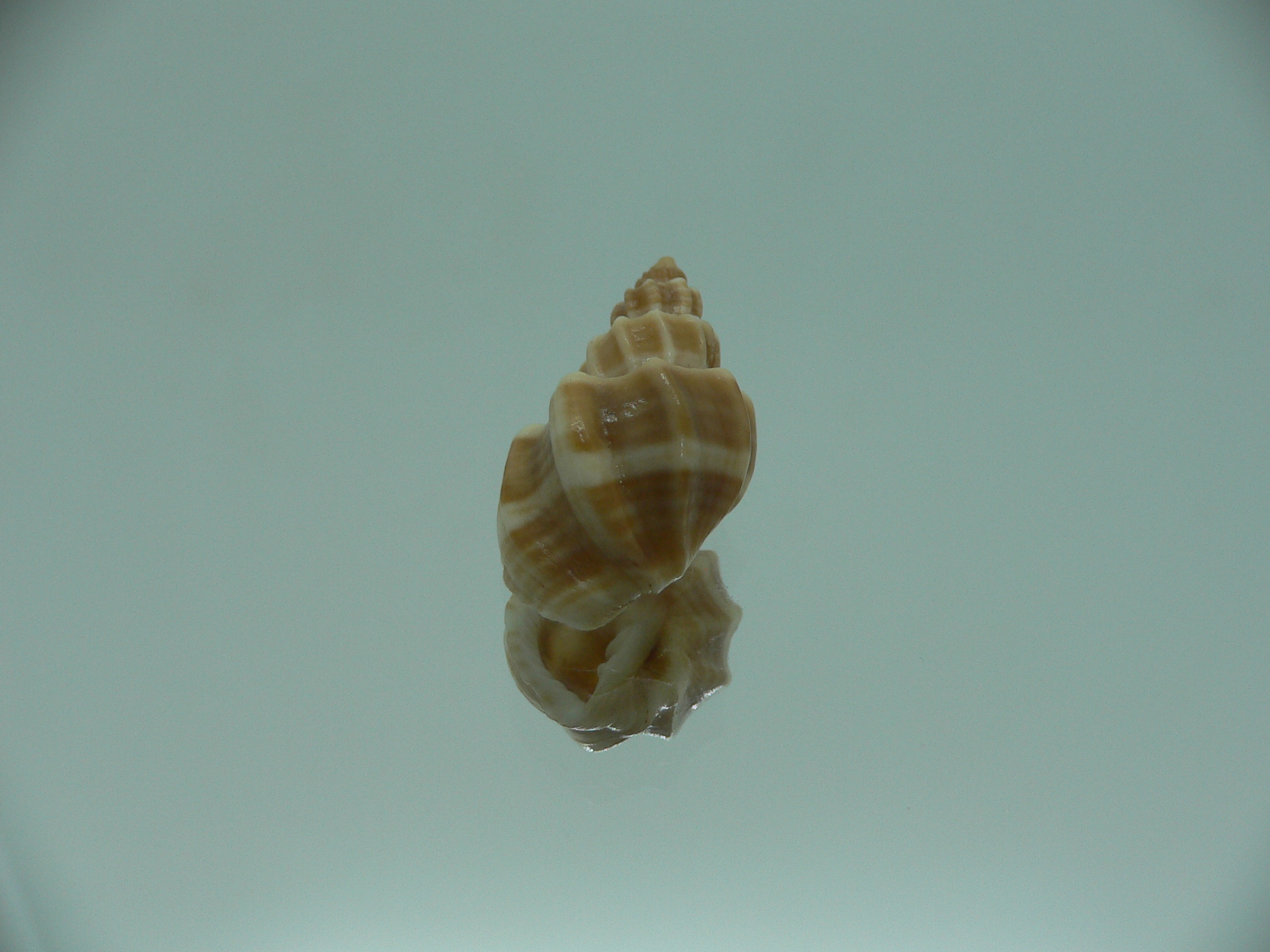 Trigonostoma bocageana IDEAL & GIANT