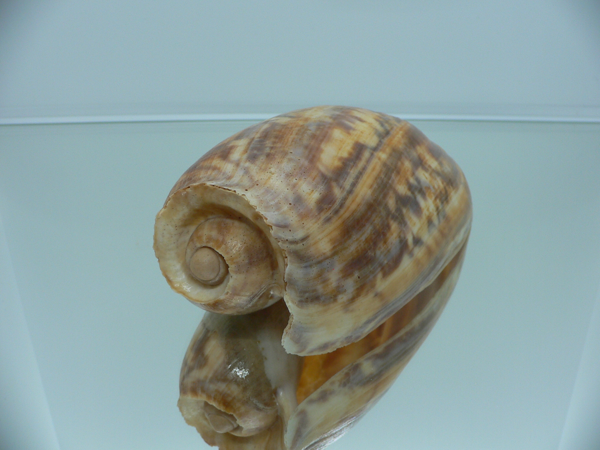 Cymbium marmoratum BIG