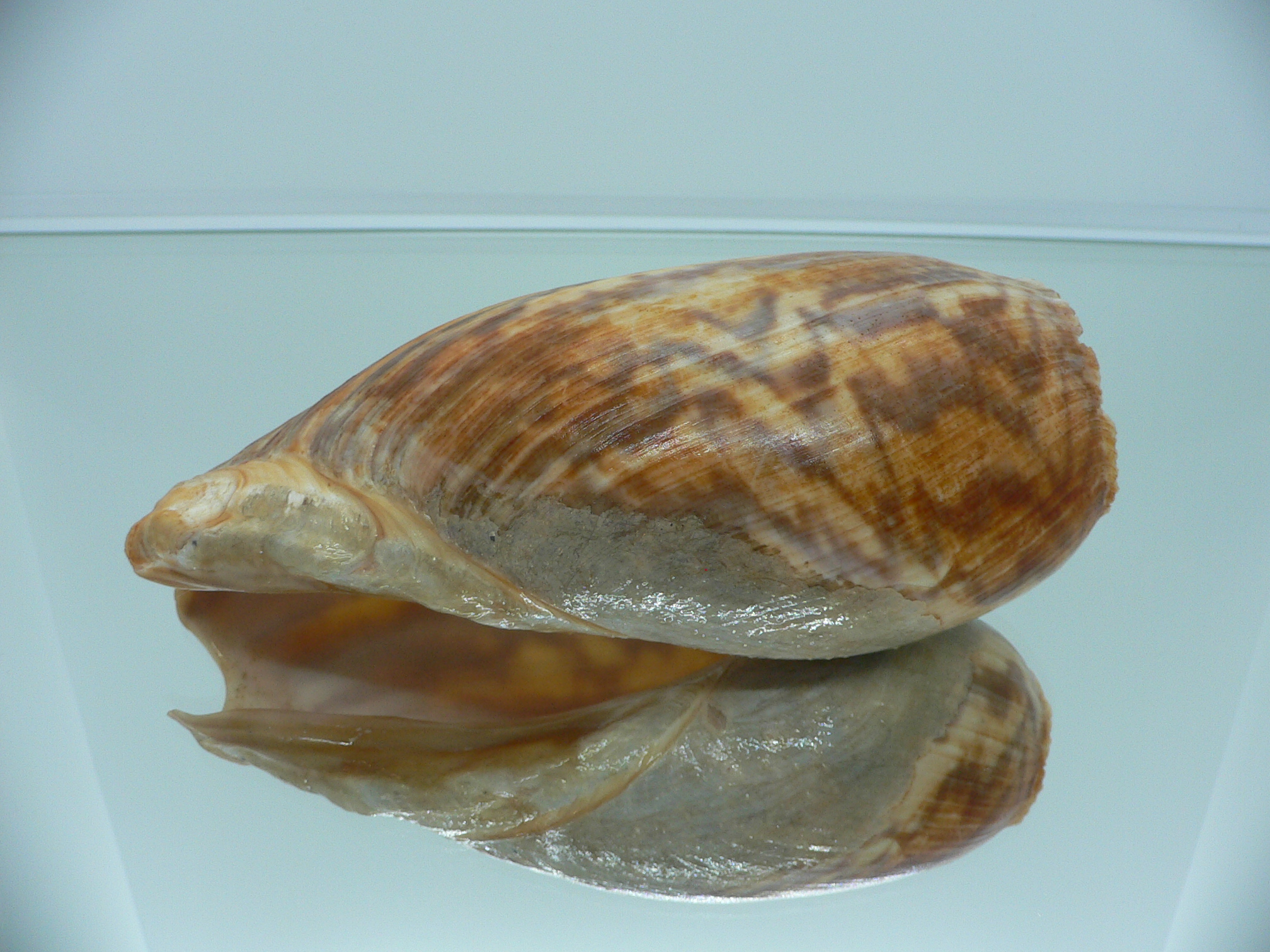 Cymbium marmoratum BIG