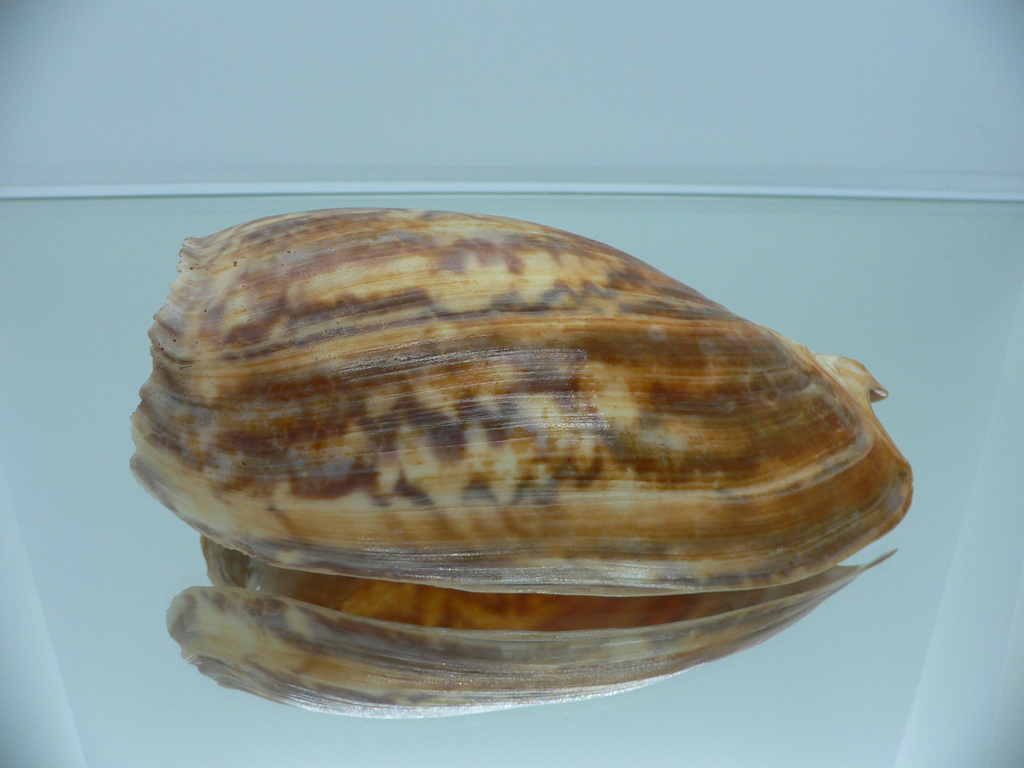 Cymbium marmoratum BIG