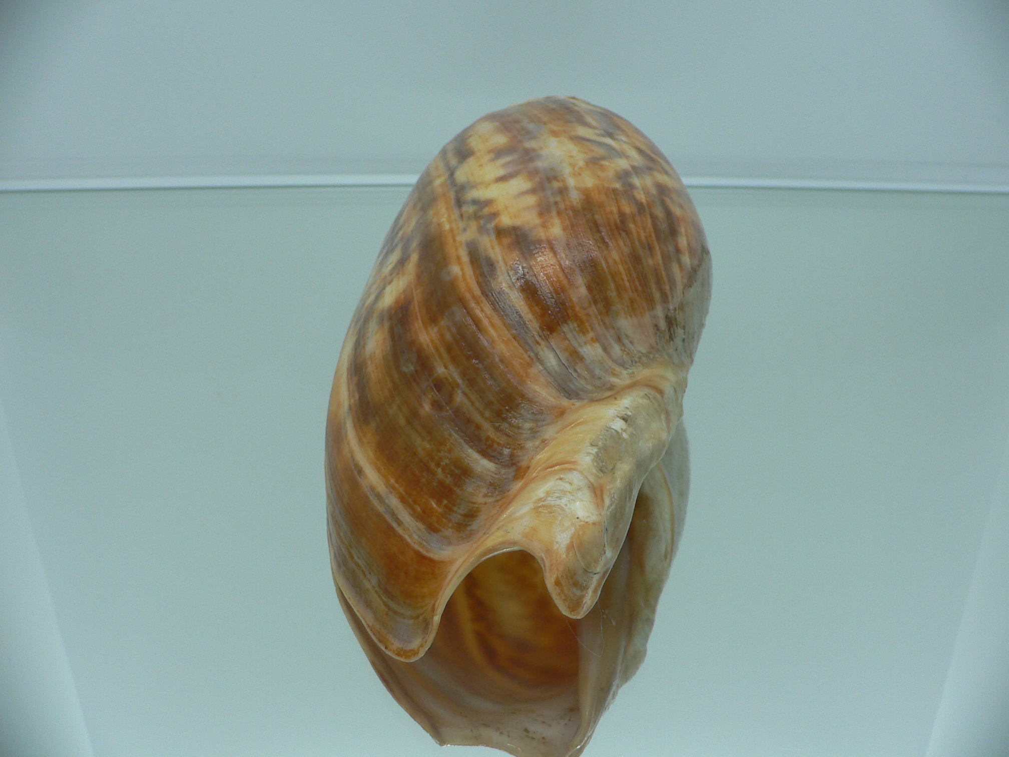 Cymbium marmoratum BIG