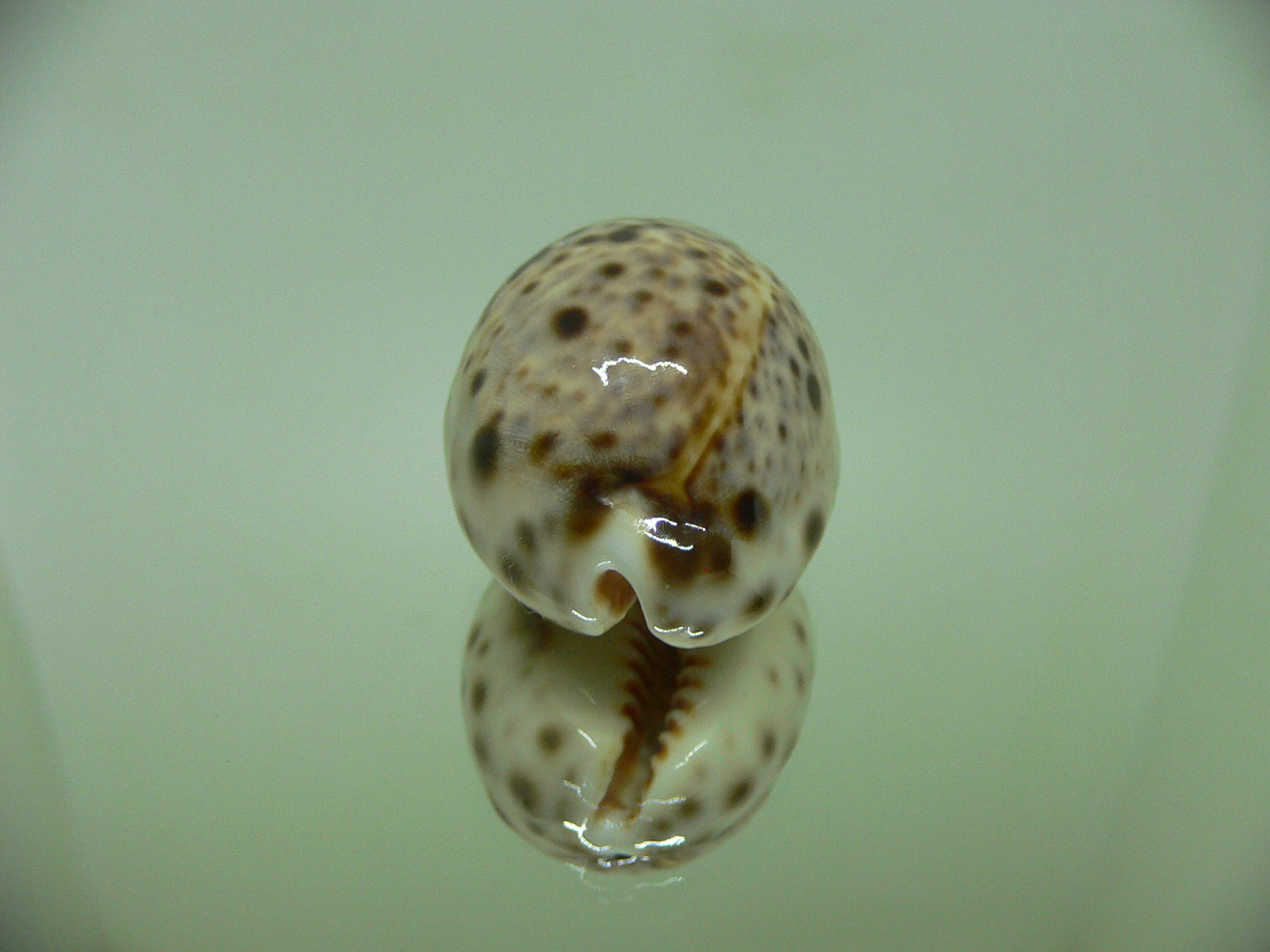 Cypraea lynx CALLOUSED & HIGH