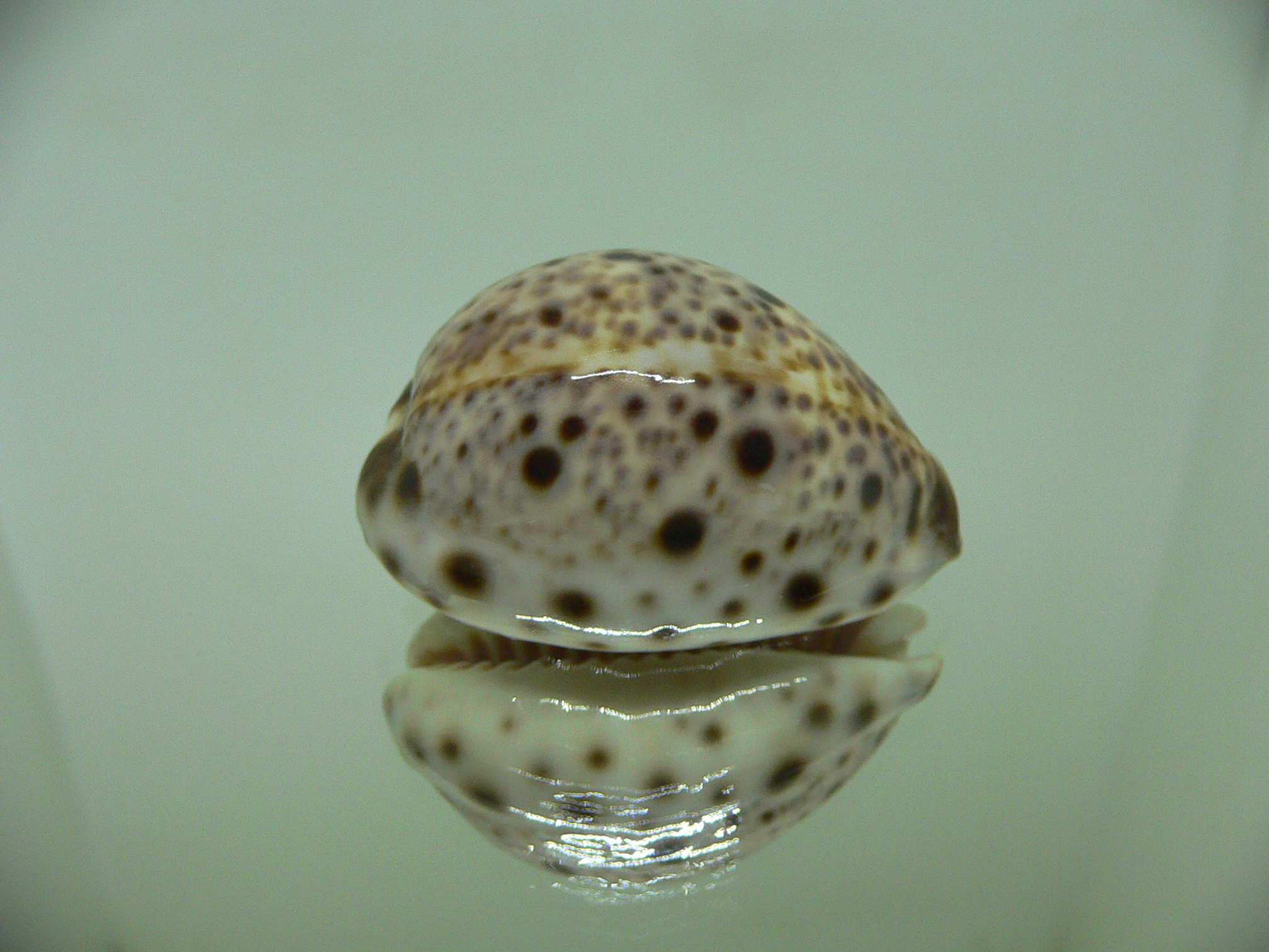 Cypraea lynx CALLOUSED & HIGH