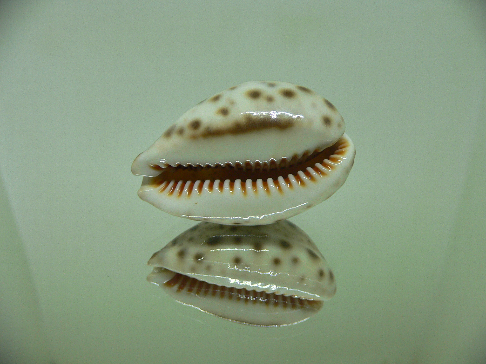 Cypraea lynx CALLOUSED & HIGH