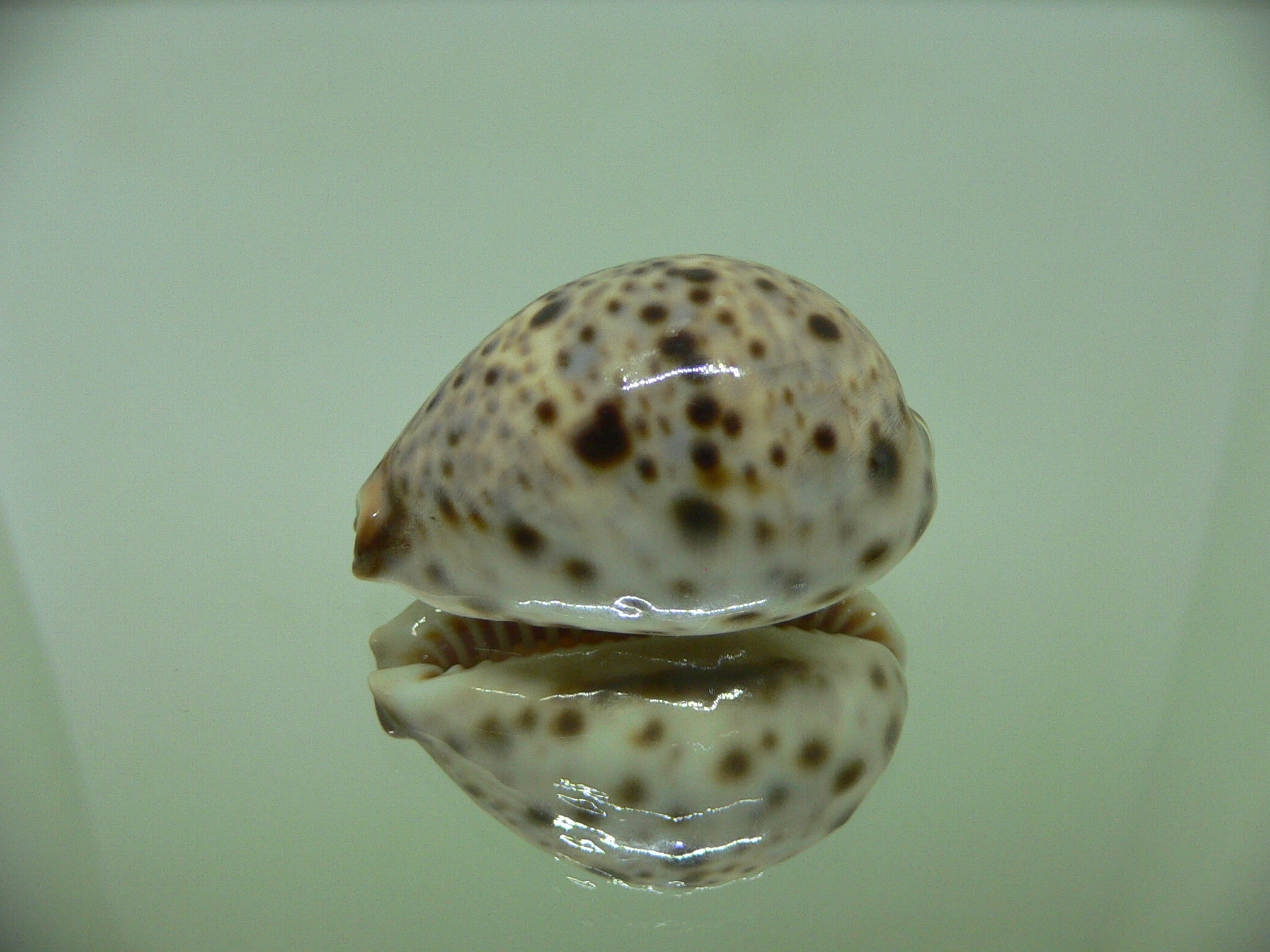 Cypraea lynx CALLOUSED & HIGH