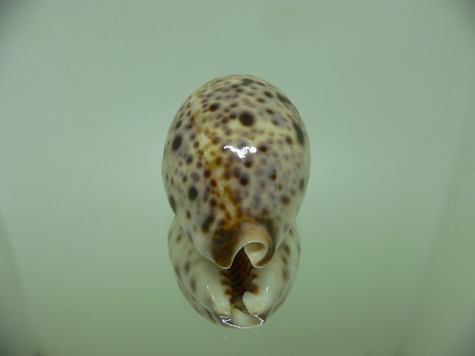 Cypraea lynx CALLOUSED & HIGH