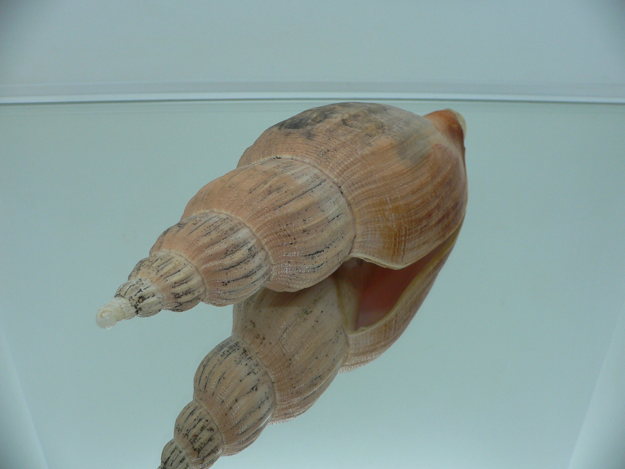 Fulgoraria kaneko BIG