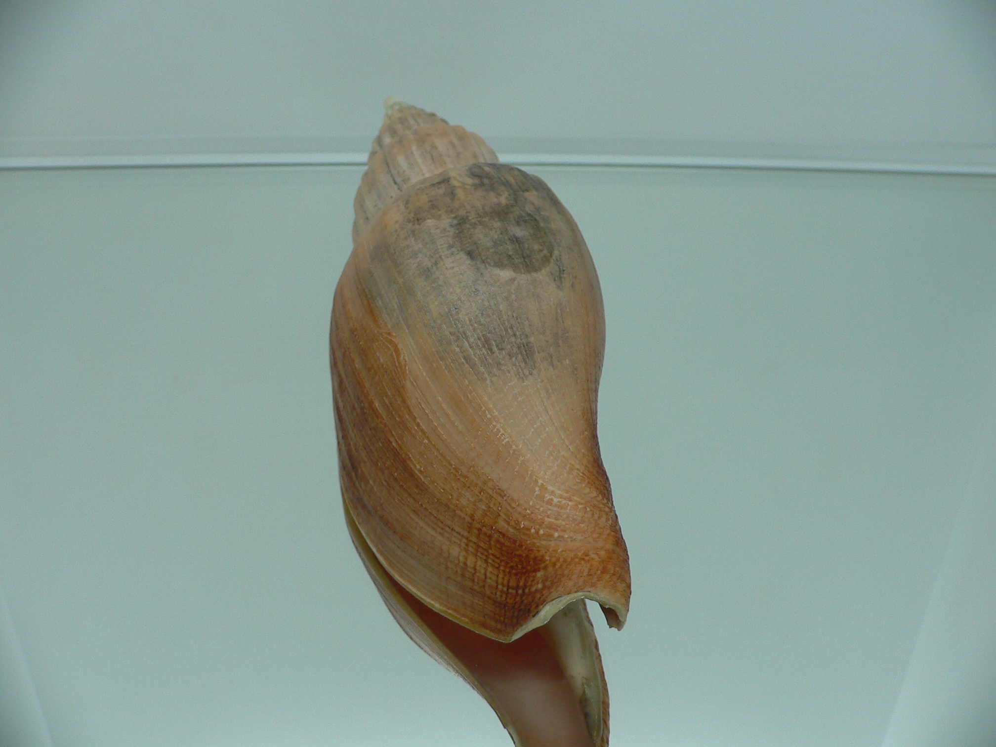Fulgoraria kaneko BIG