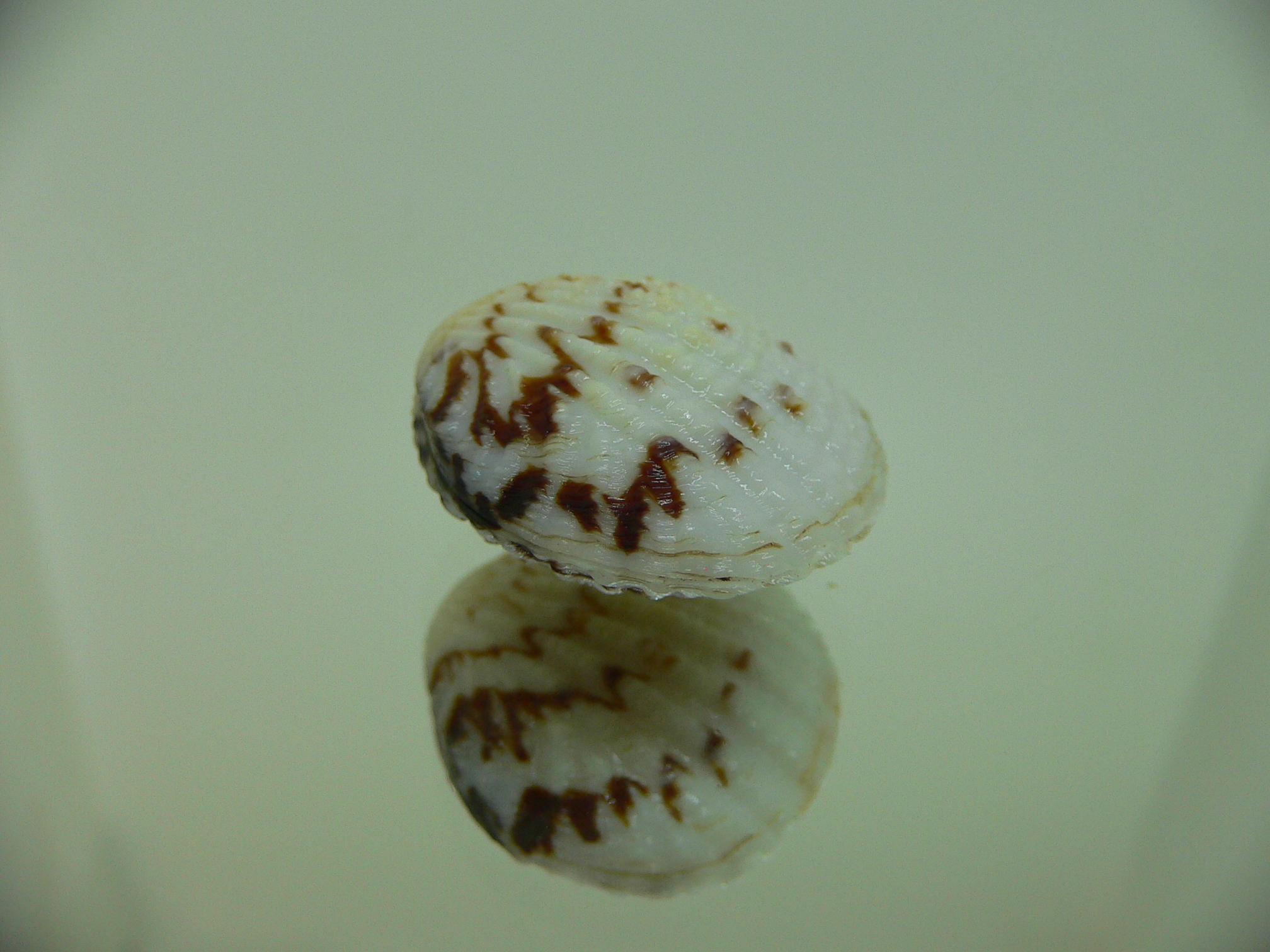 Gafrarium pectinatum PATTERN