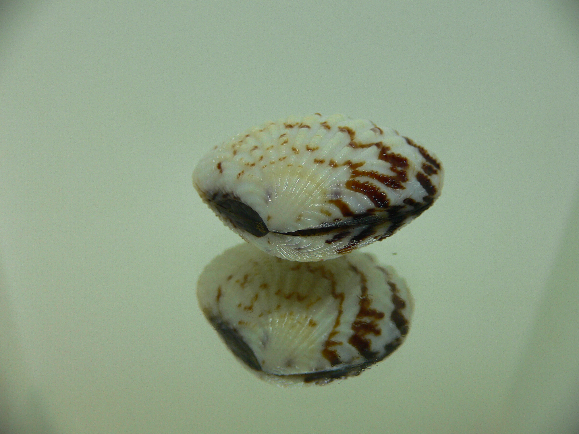 Gafrarium pectinatum PATTERN