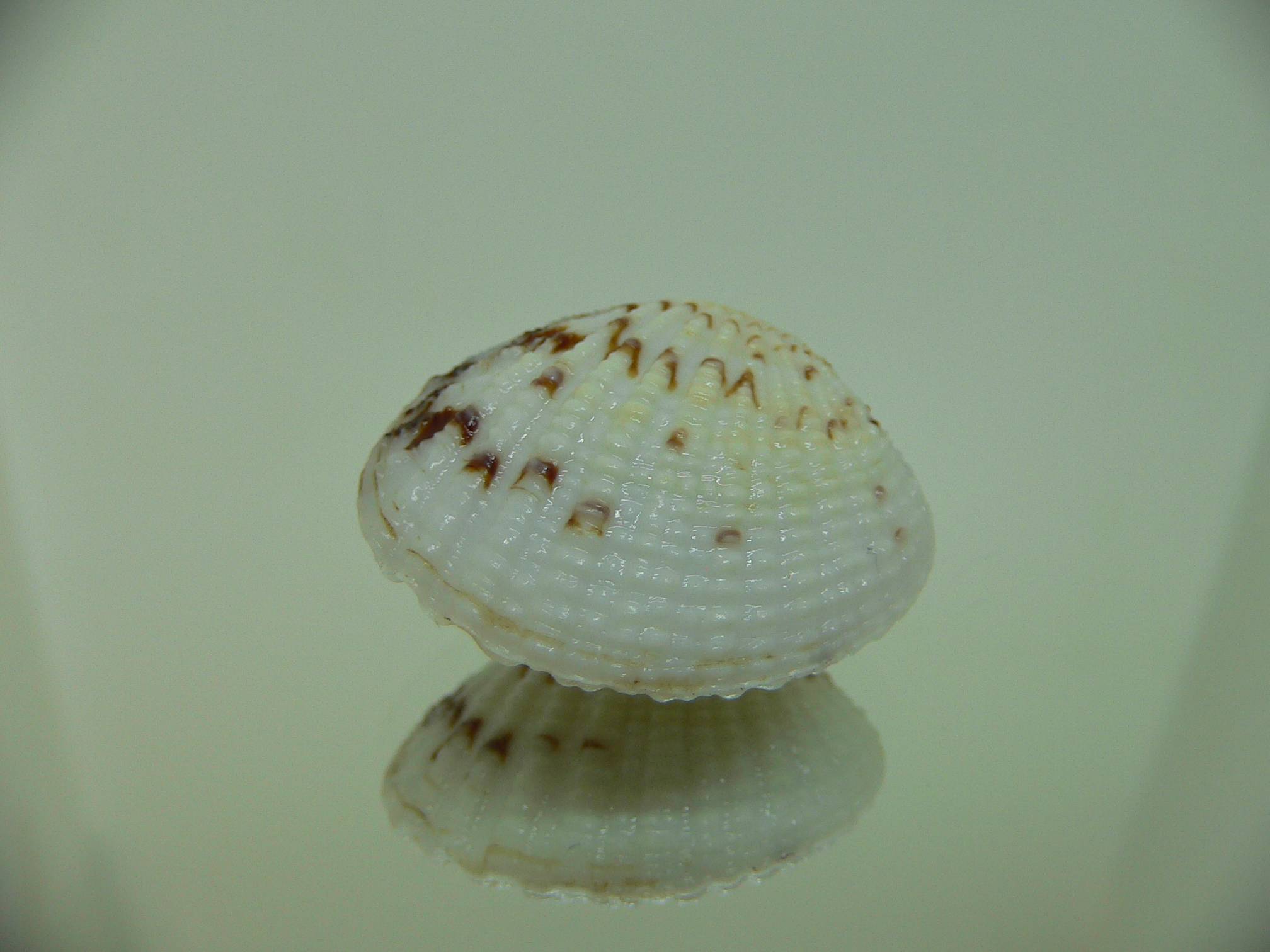 Gafrarium pectinatum PATTERN
