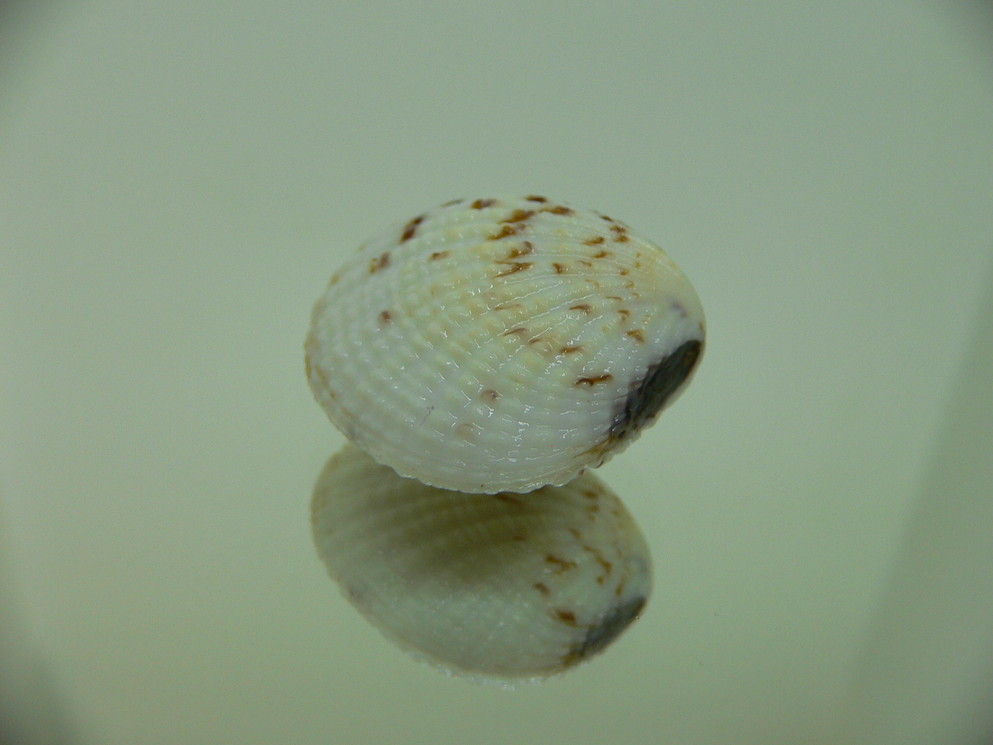 Gafrarium pectinatum PATTERN