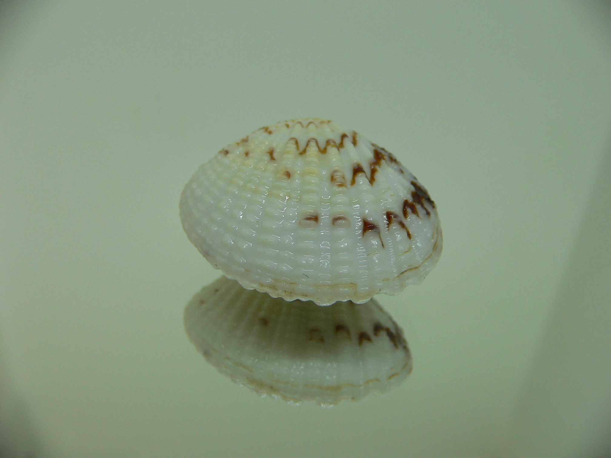 Gafrarium pectinatum PATTERN