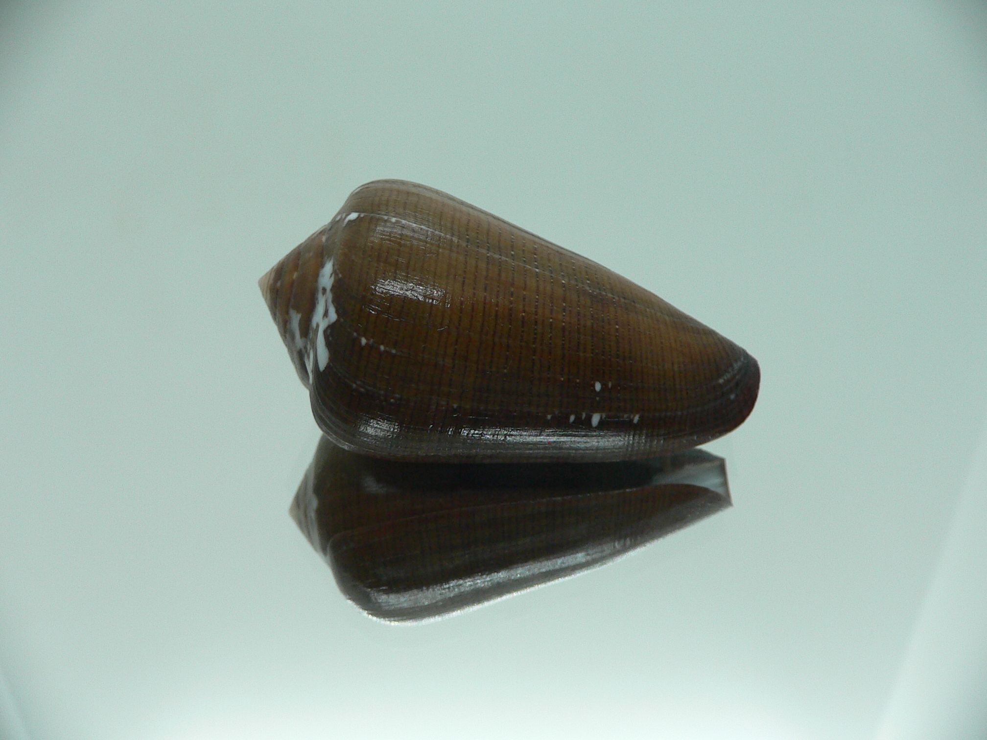 Conus pennaceus vezoi (var.) NIGER