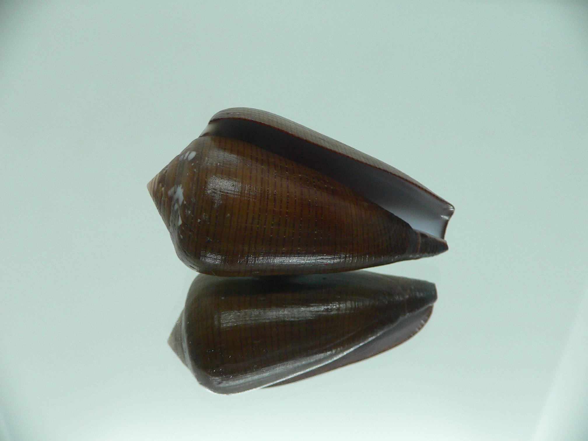 Conus pennaceus vezoi (var.) NIGER