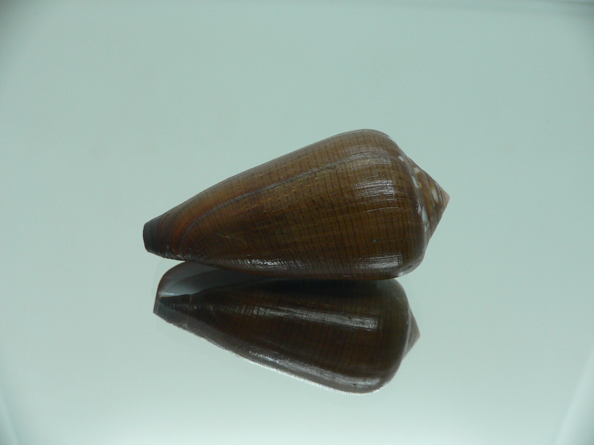 Conus pennaceus vezoi (var.) NIGER