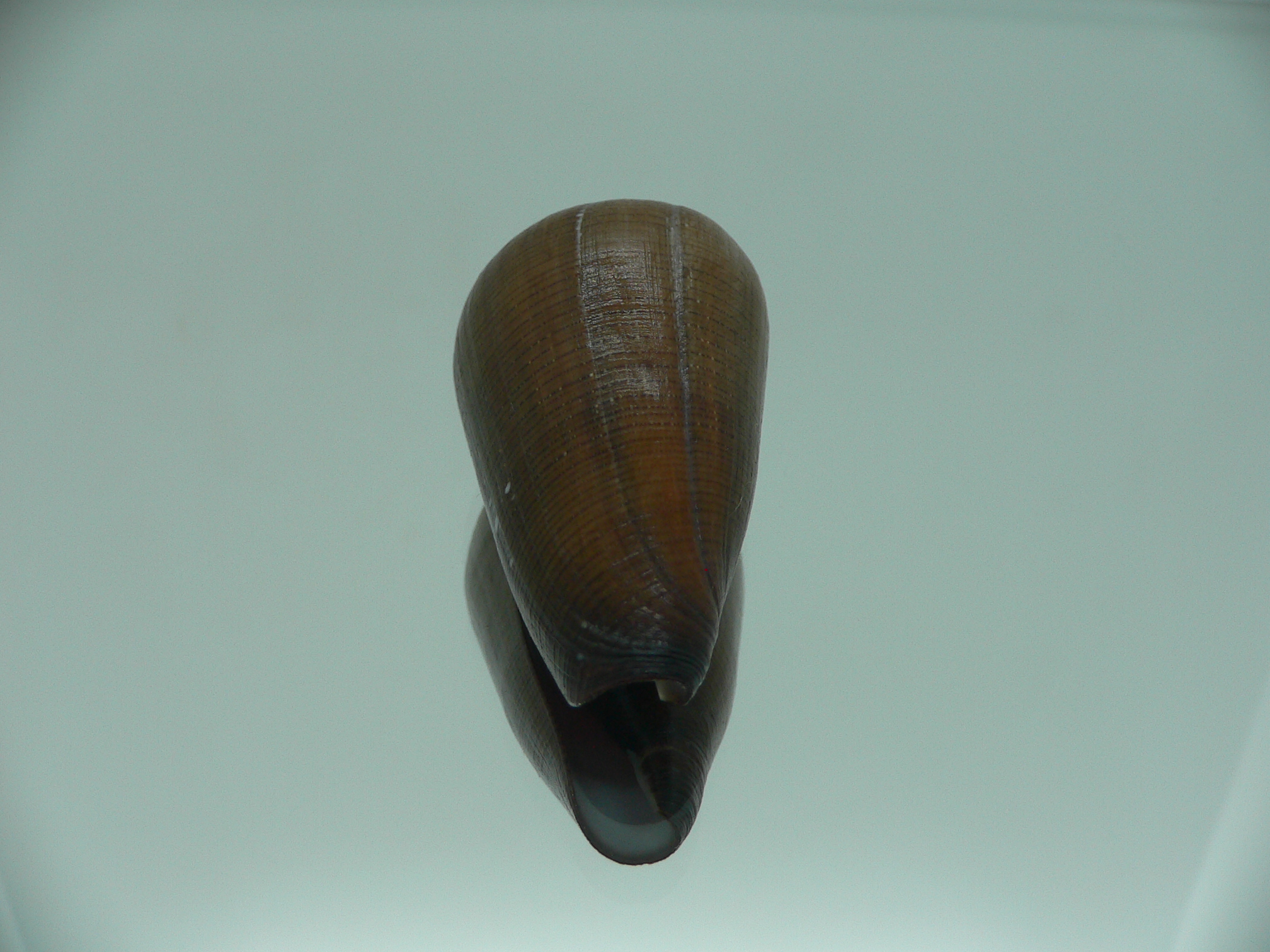 Conus pennaceus vezoi (var.) NIGER