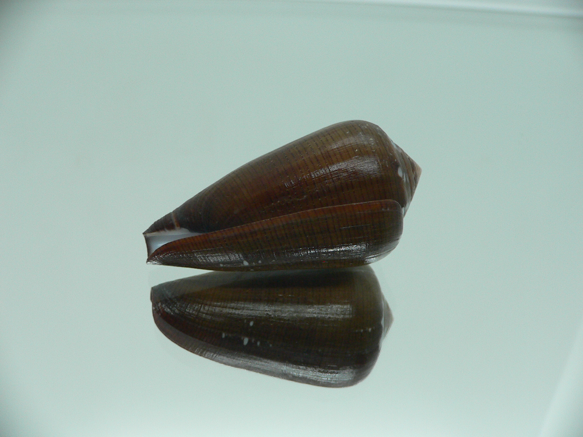 Conus pennaceus vezoi (var.) NIGER