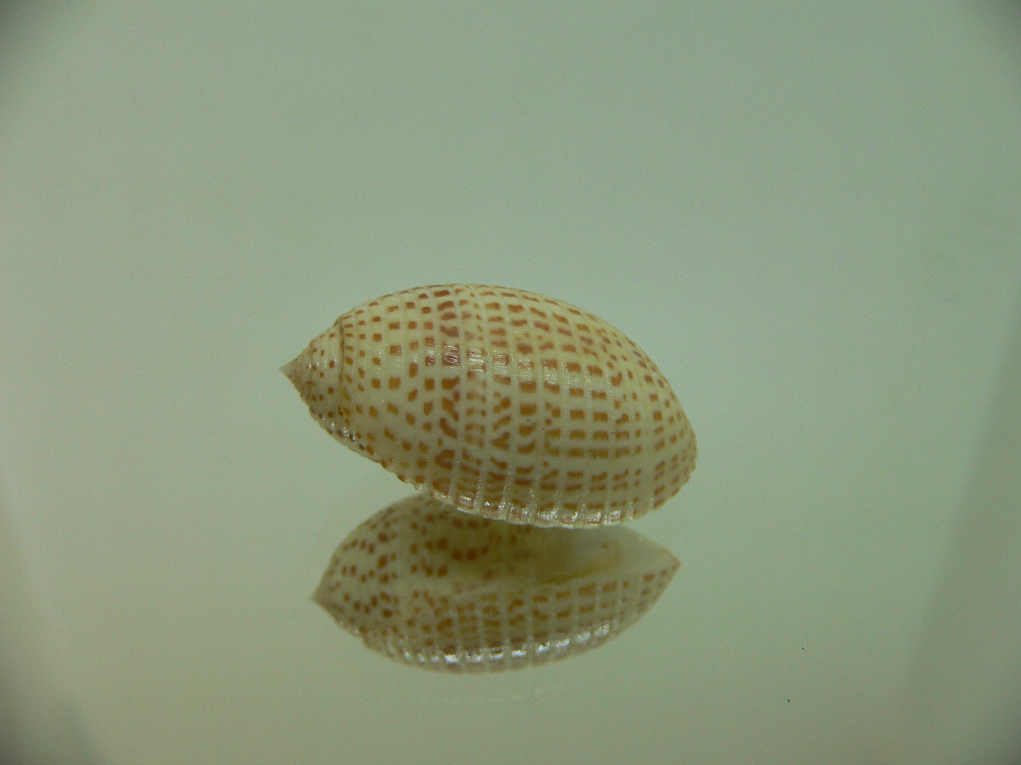 Pupa solidula