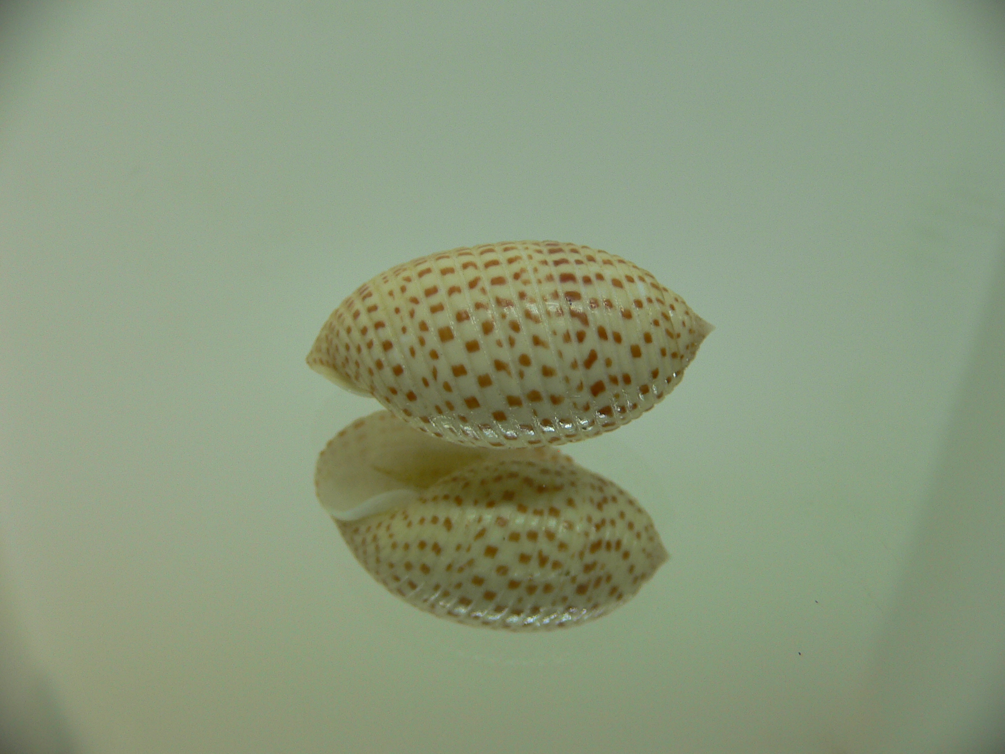 Pupa solidula