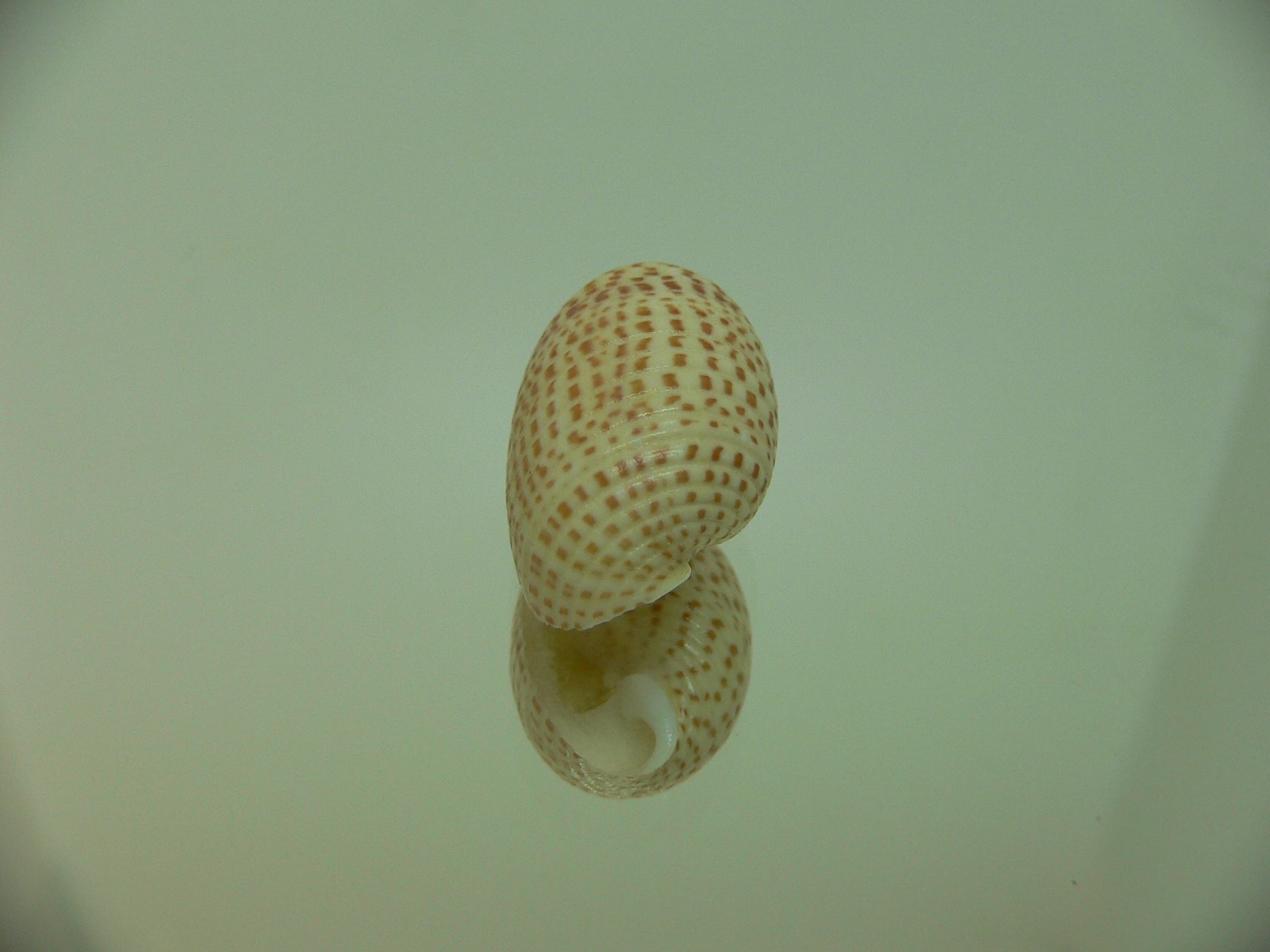 Pupa solidula