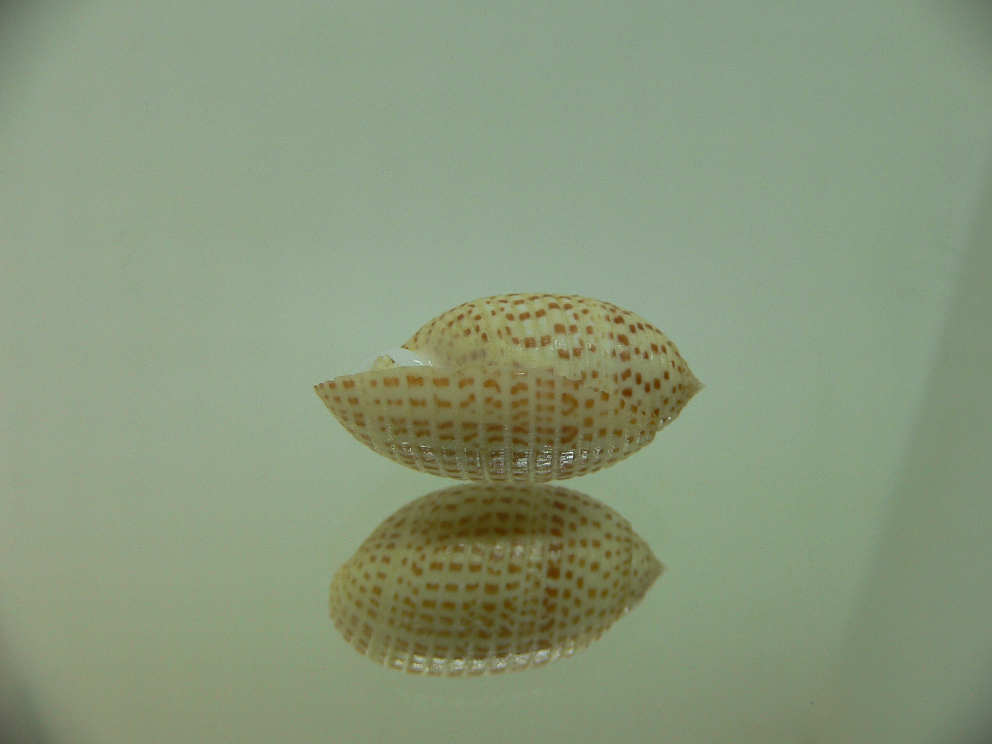 Pupa solidula