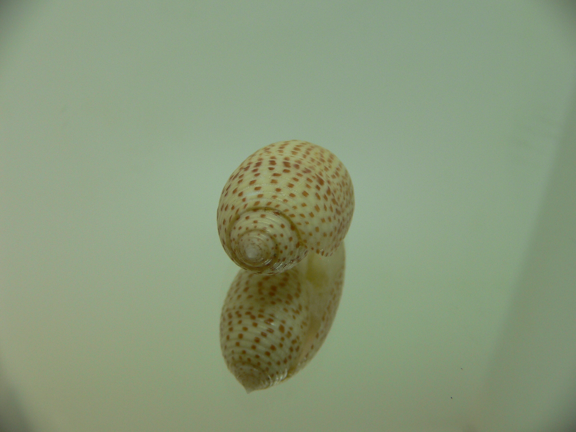 Pupa solidula