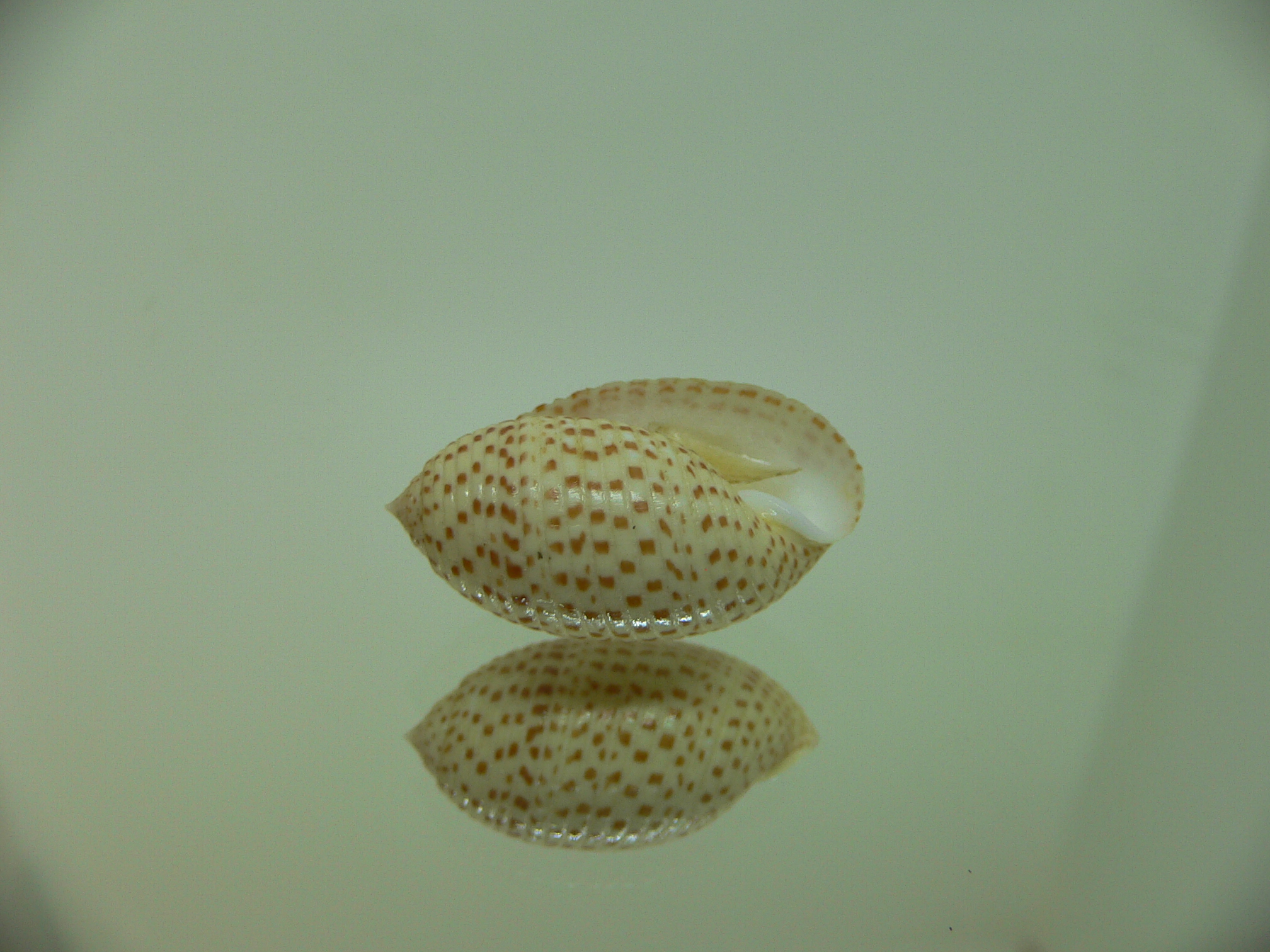 Pupa solidula