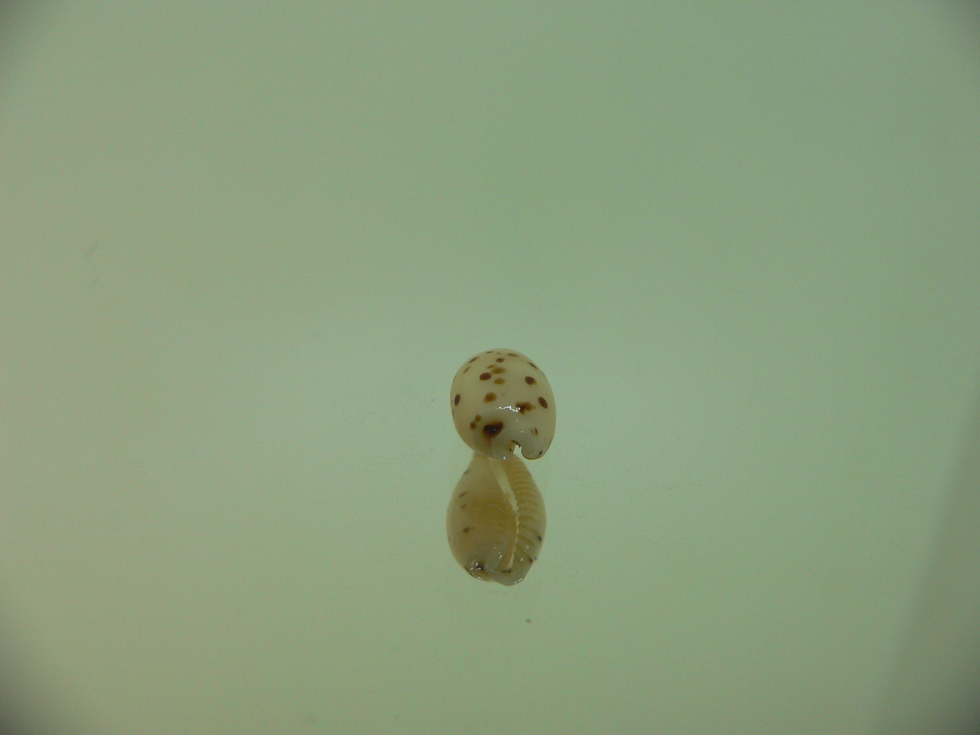 Cypraea punctata cf. fusula (var.)