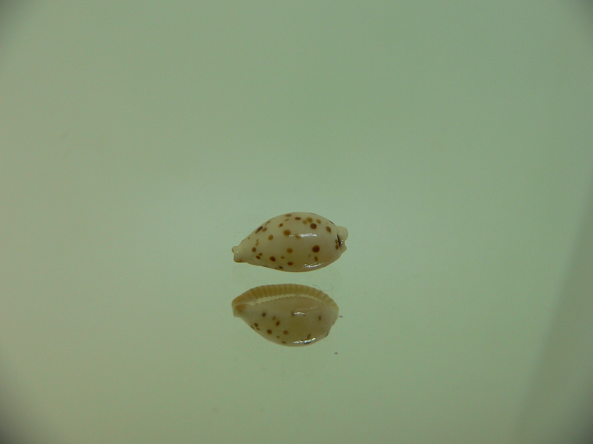 Cypraea punctata cf. fusula (var.)