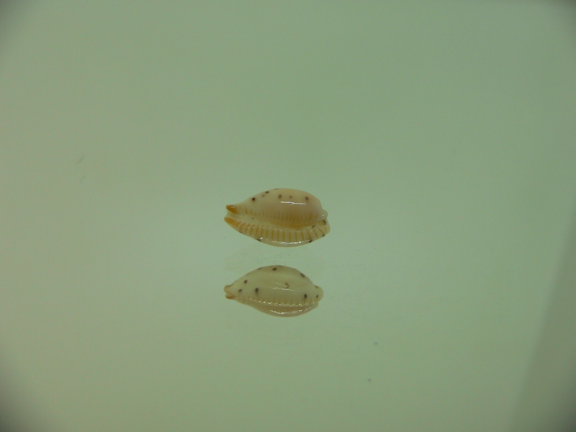 Cypraea punctata cf. fusula (var.)