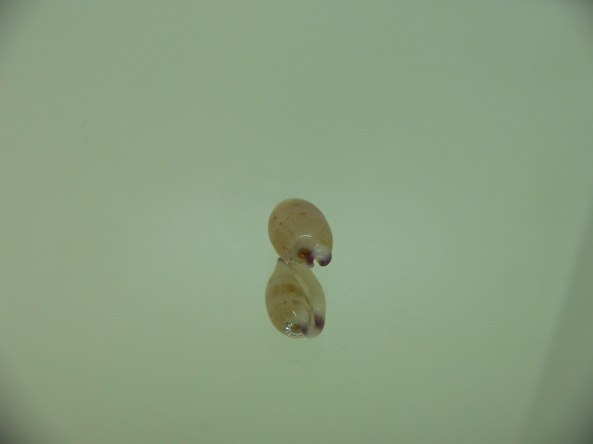 Cypraea punctata cf. fusula (var.)