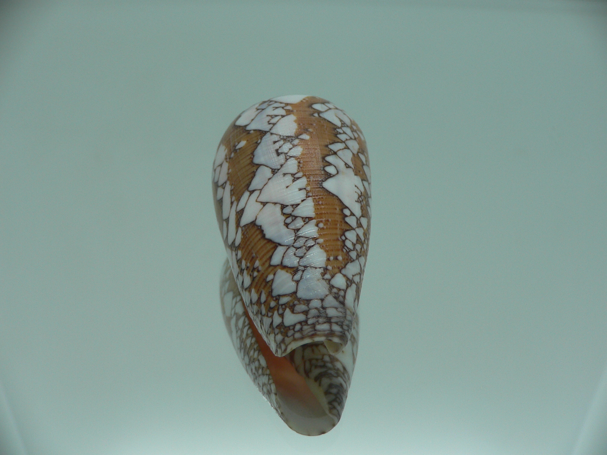 Conus behelokensis SUPER COLOR