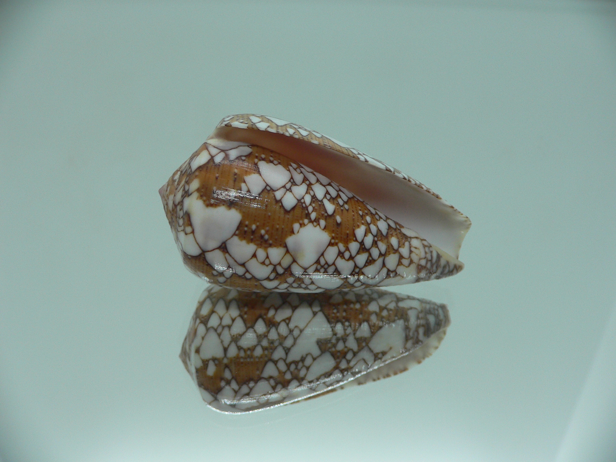 Conus behelokensis SUPER COLOR