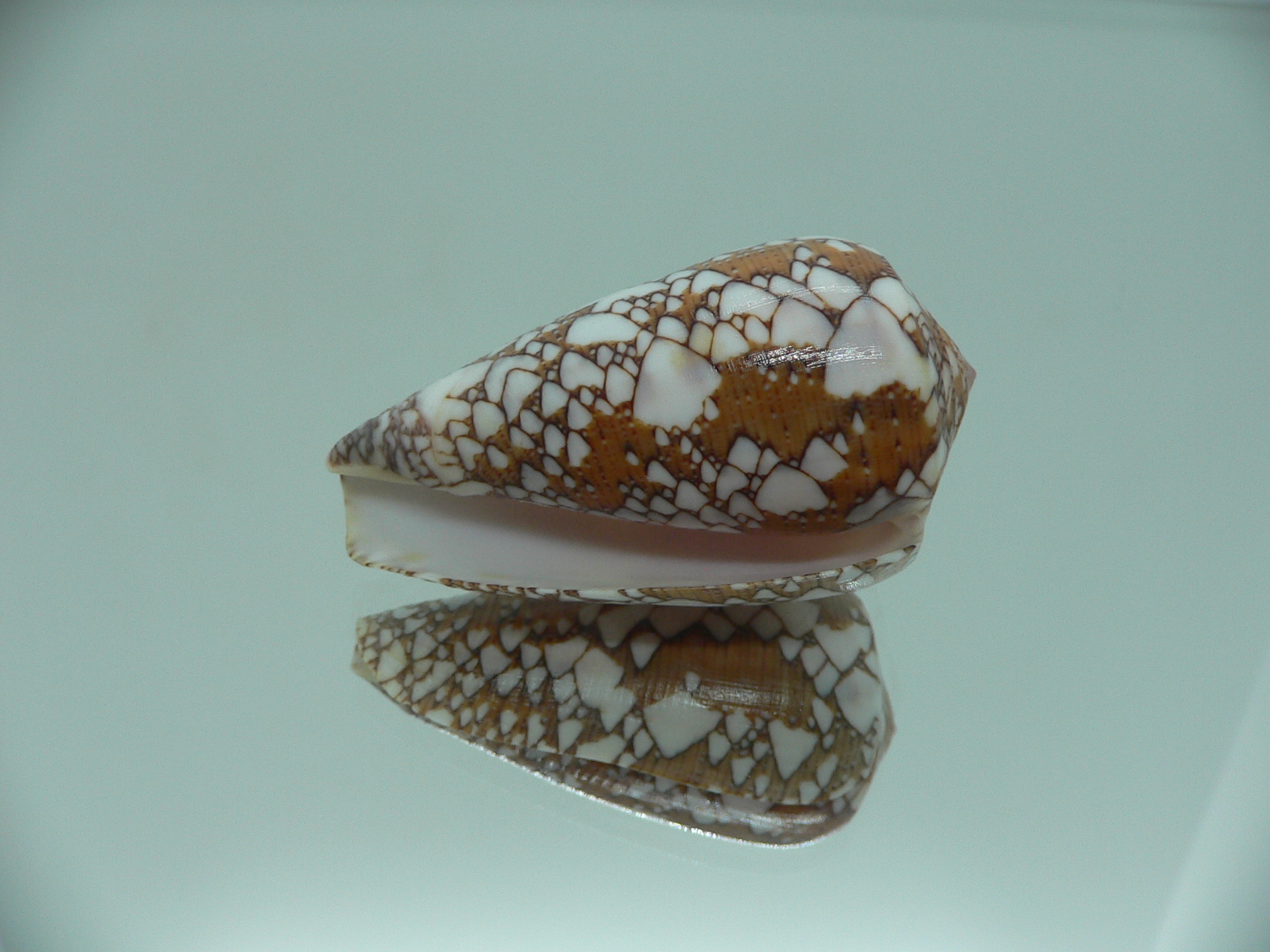 Conus behelokensis SUPER COLOR