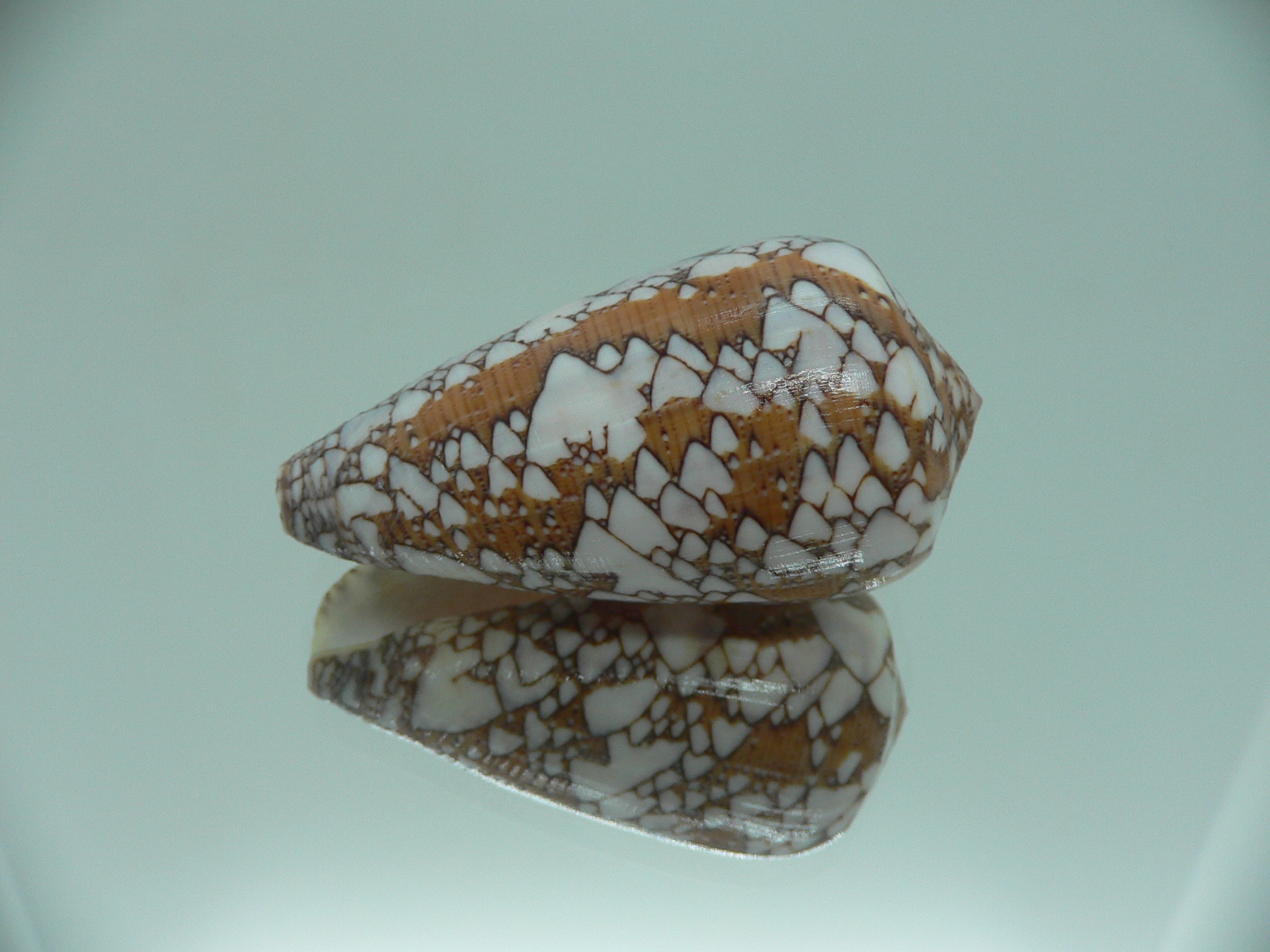 Conus behelokensis SUPER COLOR
