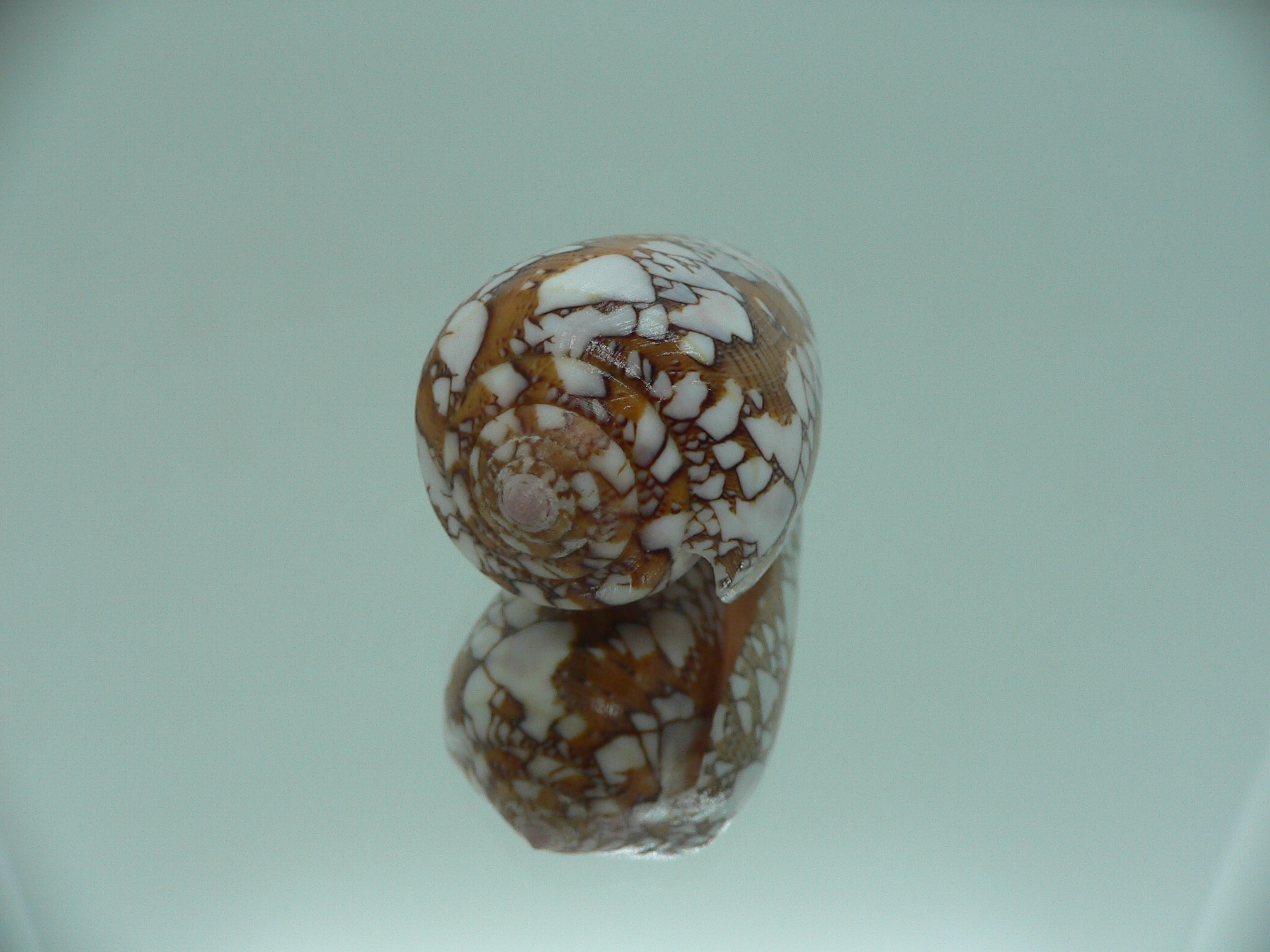 Conus behelokensis SUPER COLOR