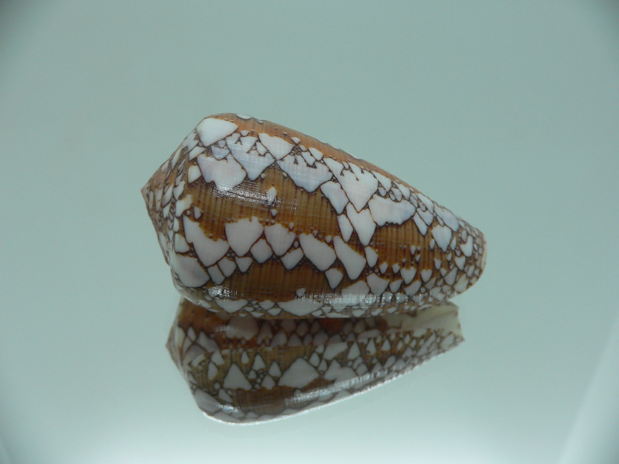 Conus behelokensis SUPER COLOR