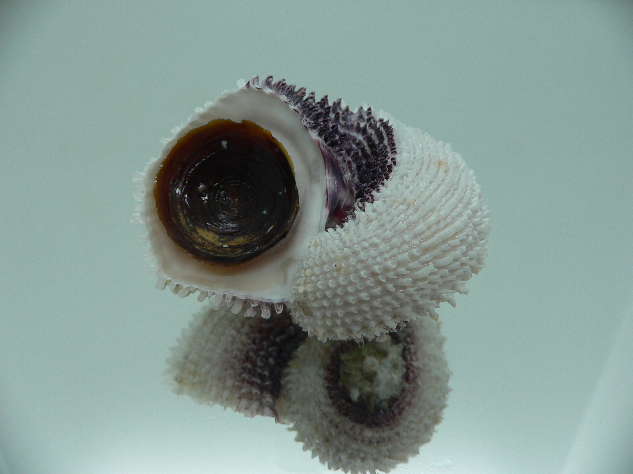 Angaria tyria ENDEMIC & BARBED