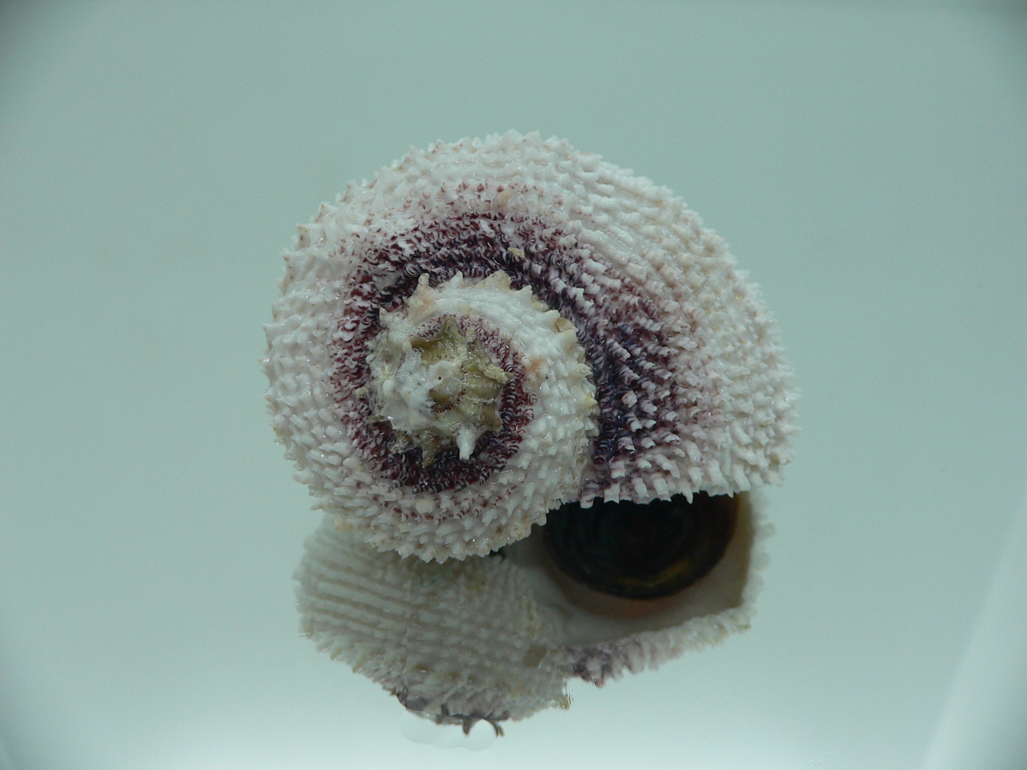 Angaria tyria ENDEMIC & BARBED