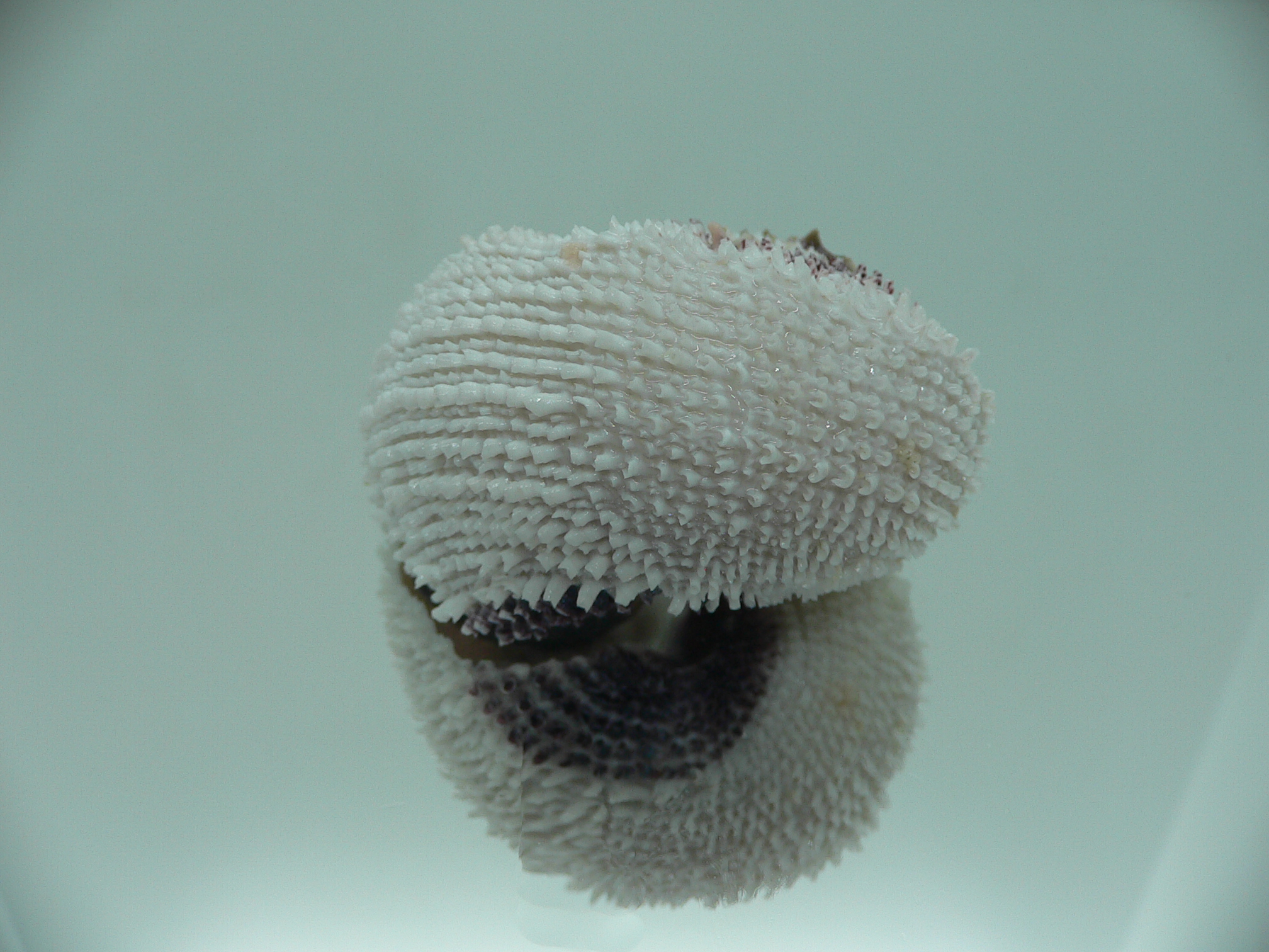 Angaria tyria ENDEMIC & BARBED