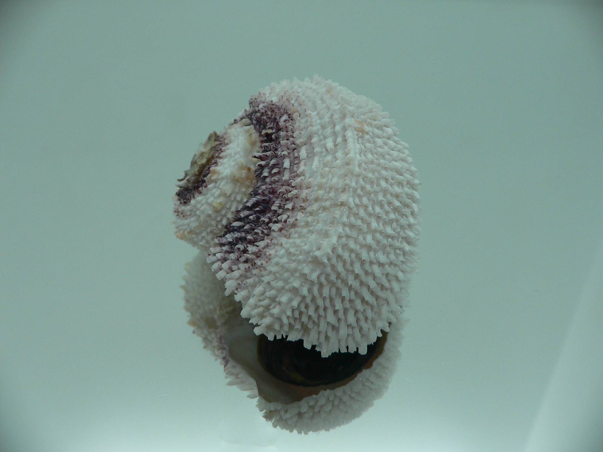 Angaria tyria ENDEMIC & BARBED