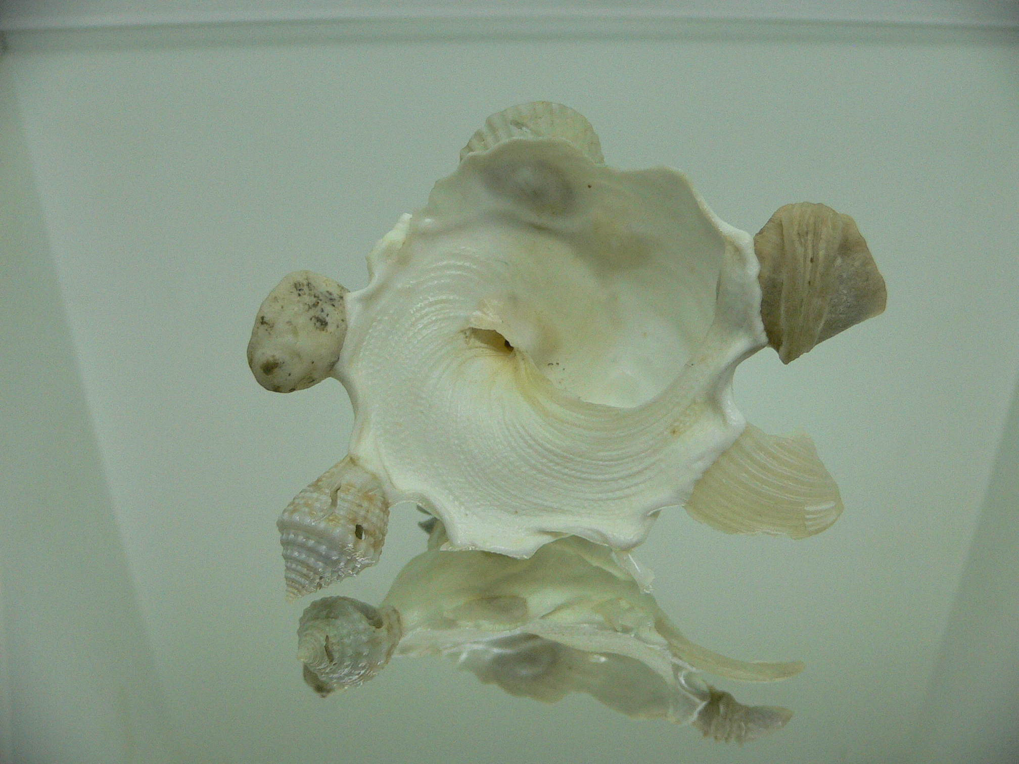 Xenophora pallidula BEAUTIFUL