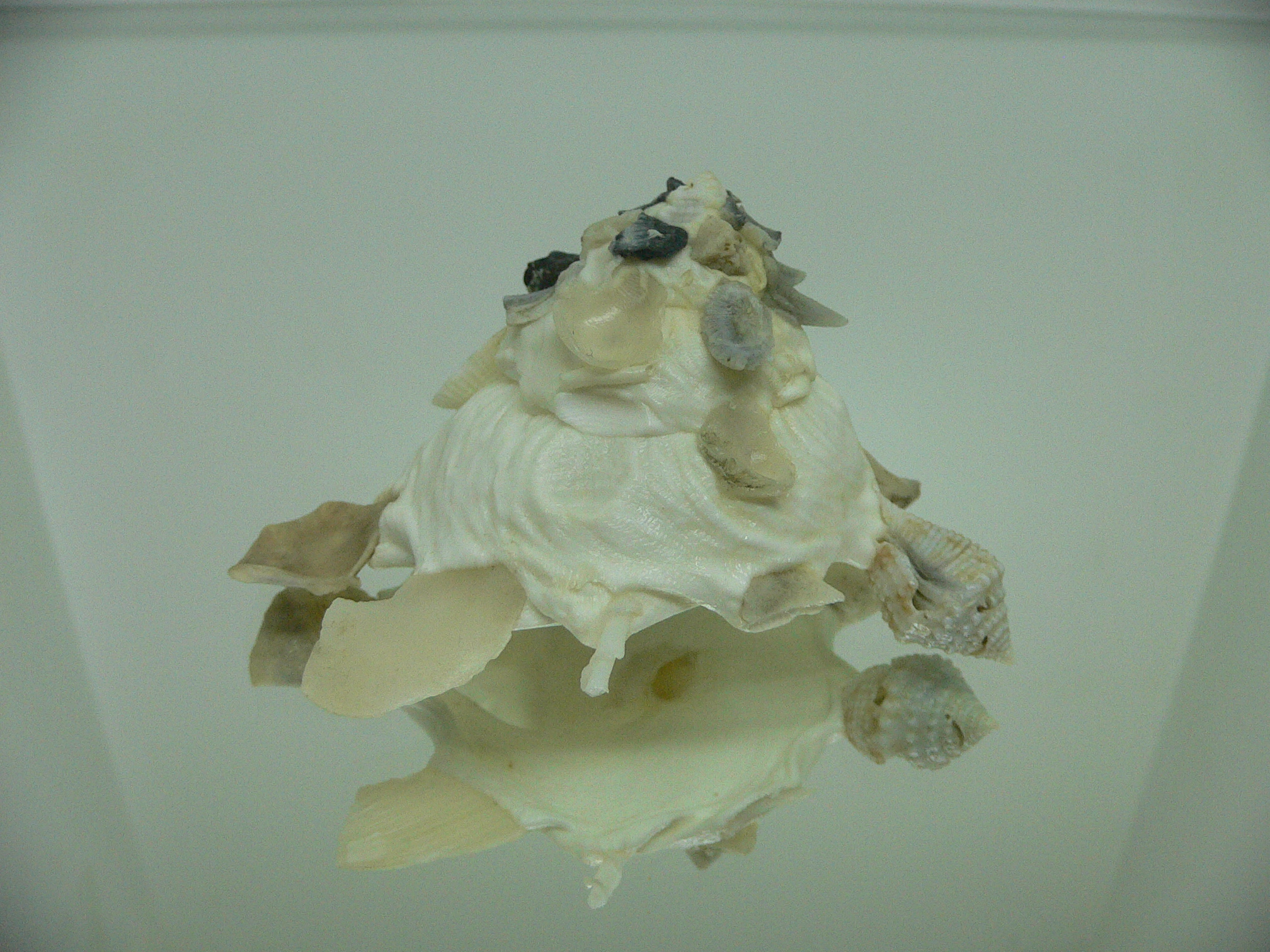 Xenophora pallidula BEAUTIFUL