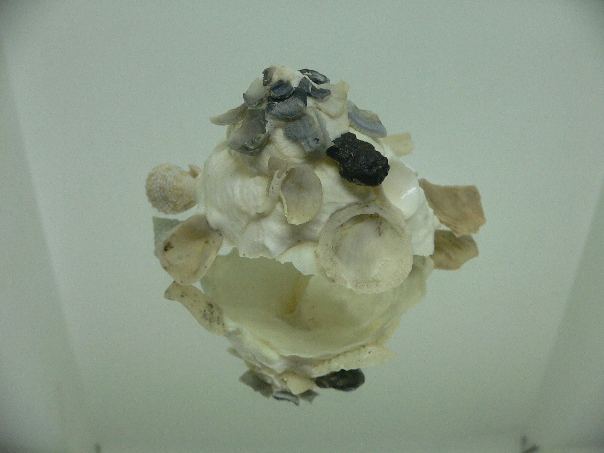 Xenophora pallidula BEAUTIFUL