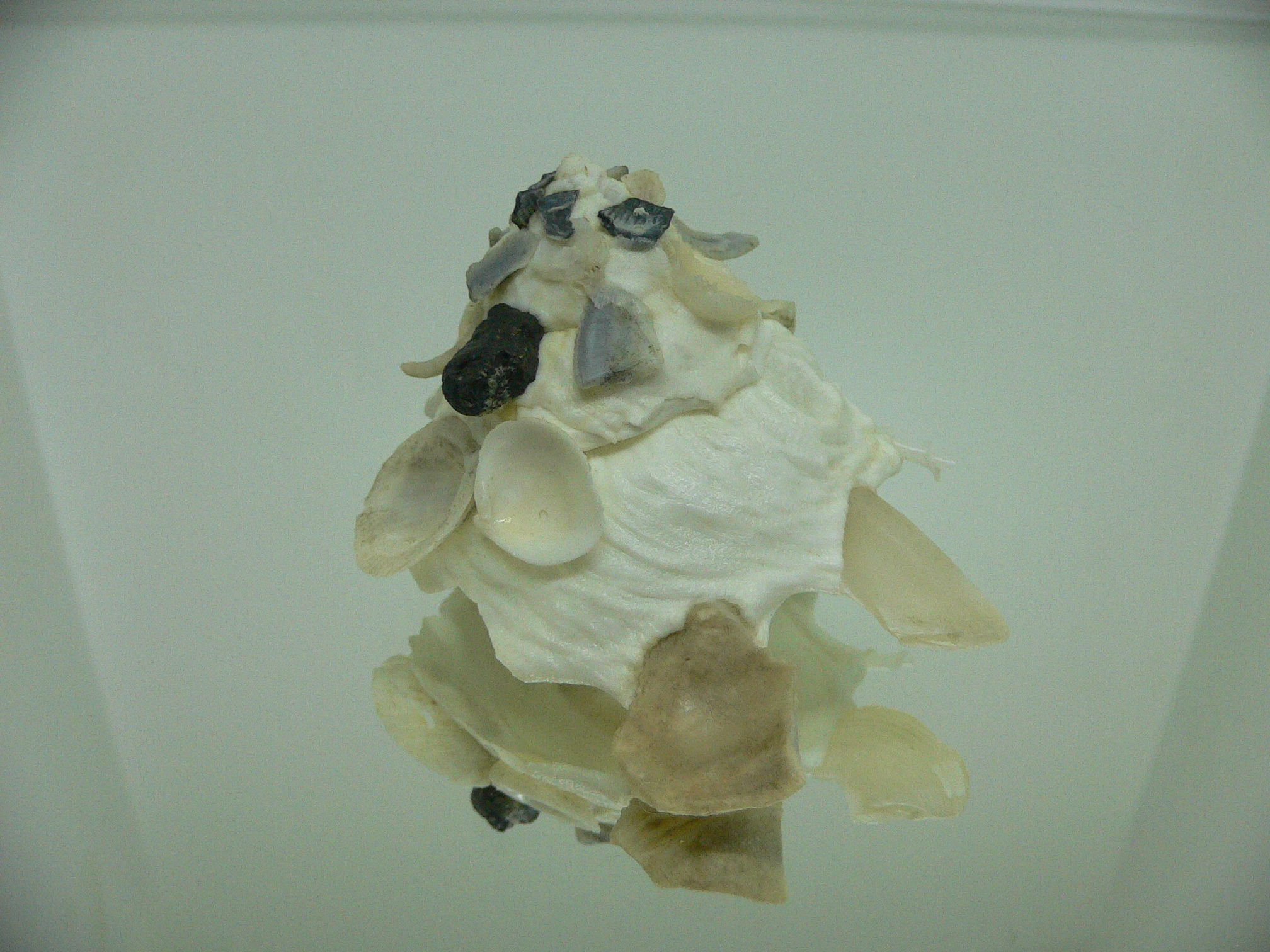 Xenophora pallidula BEAUTIFUL